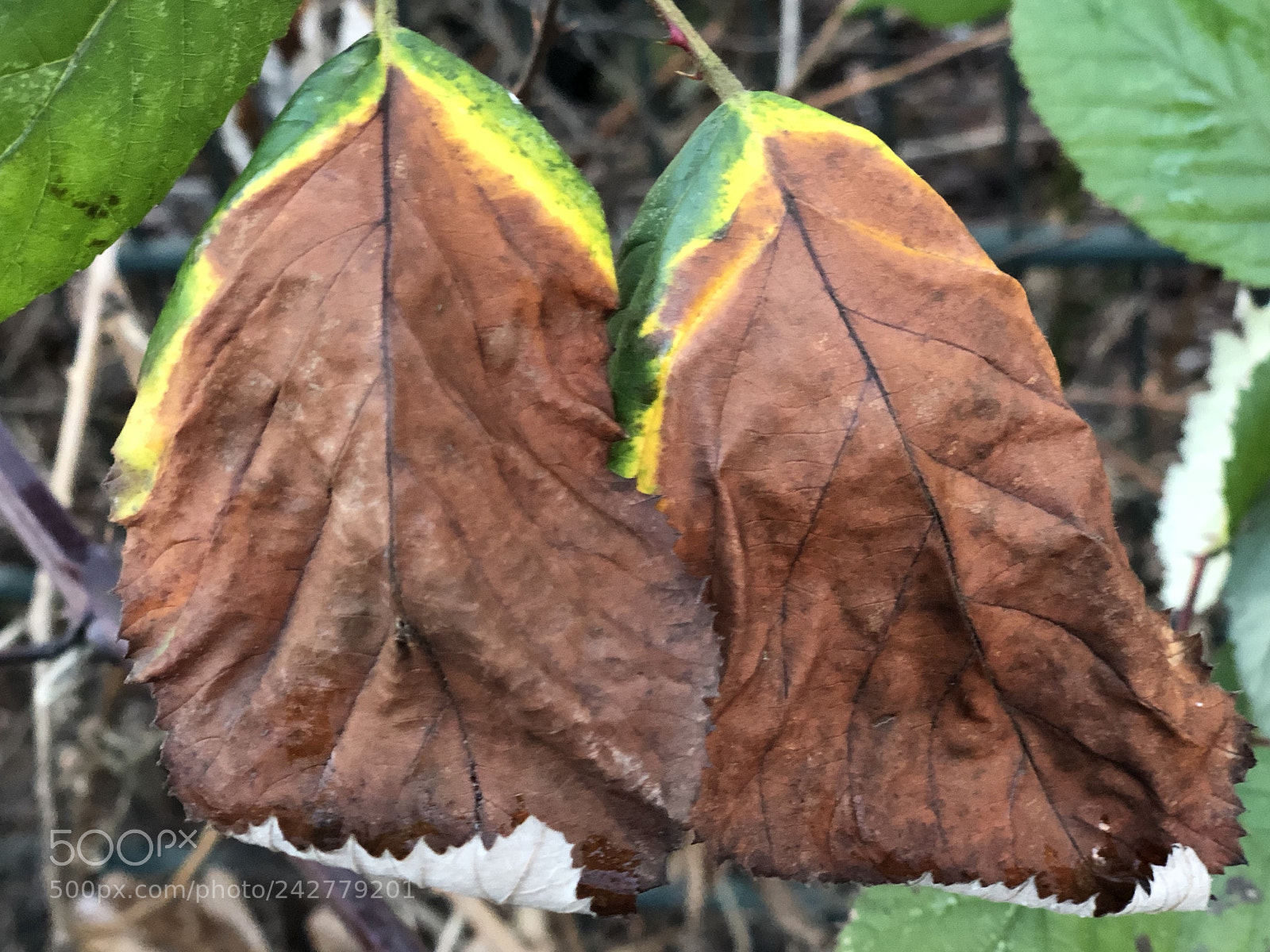 Apple iPhone X sample photo. Twins photography