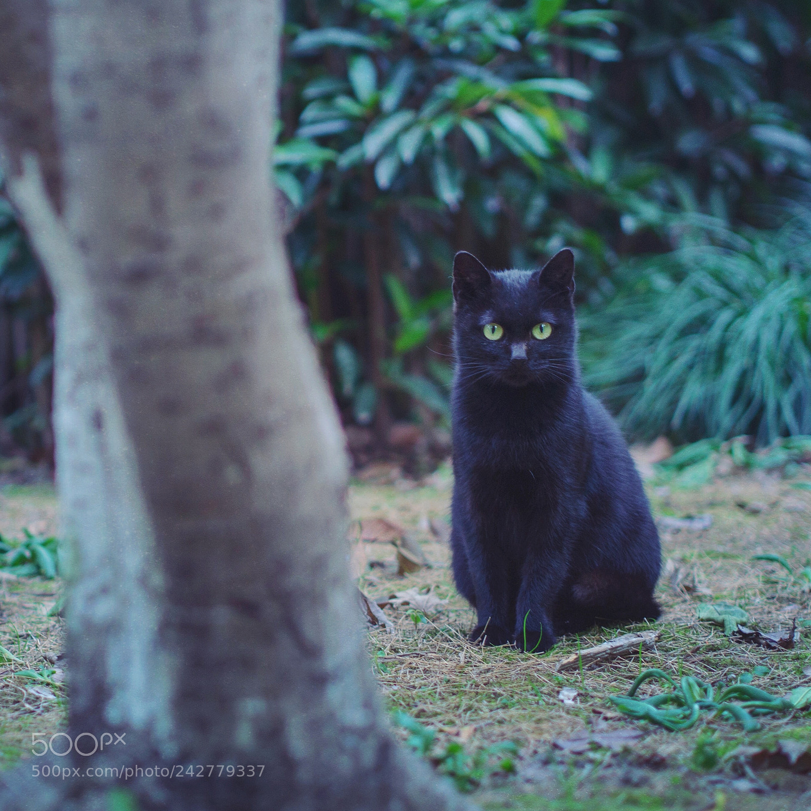 Panasonic Lumix DMC-GX1 sample photo. Black cat photography