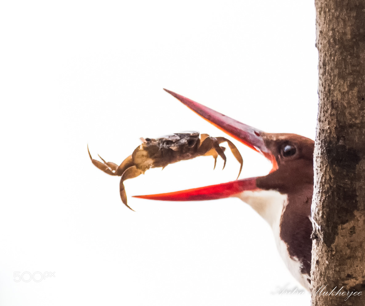 Pentax K-1 sample photo. Catch of death photography