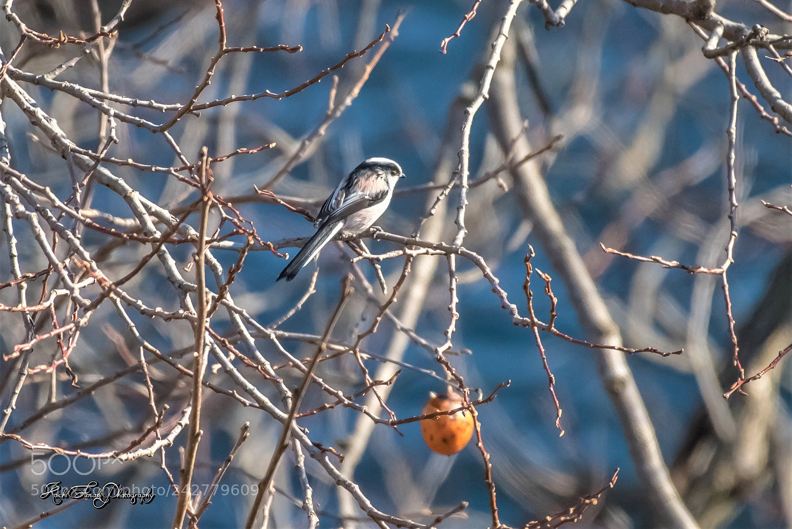 Nikon D810 sample photo. Winter birds photography