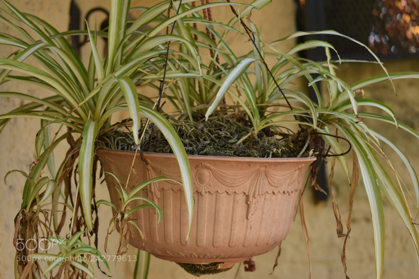 Nikon D3400 sample photo. Untitled life photography