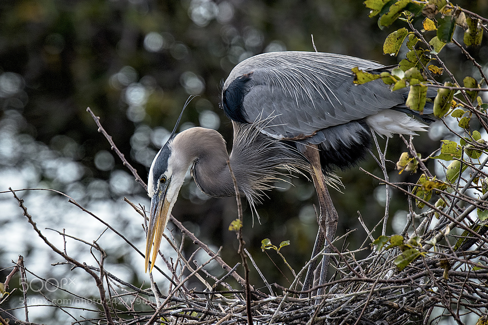 Nikon D810 sample photo. Nest building photography