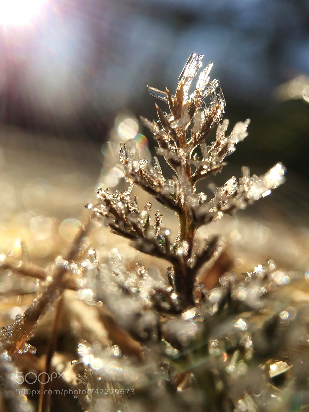 Apple iPhone 5s sample photo. Nature's miniature christmas tree photography