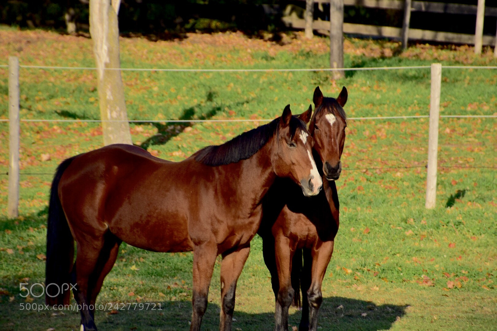 Nikon D7200 sample photo. Untitled photography
