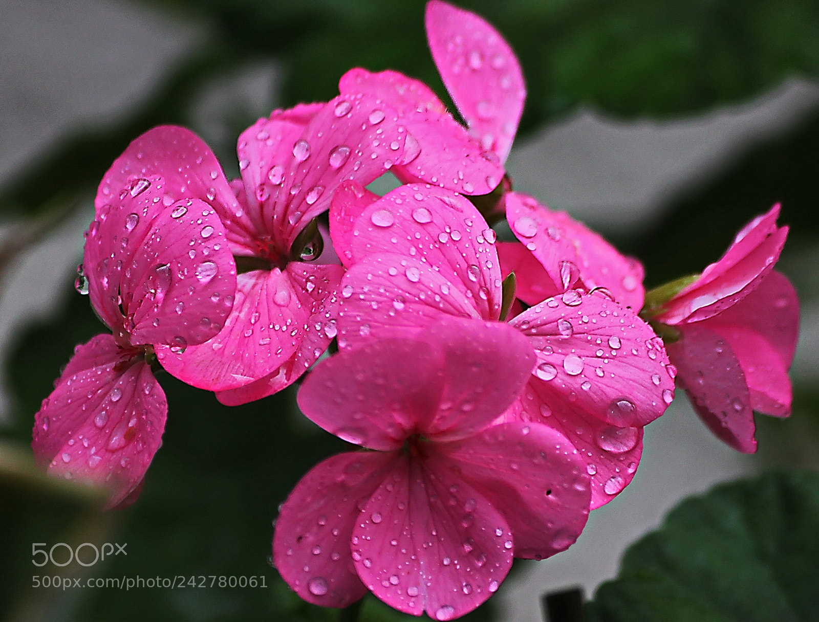 Canon EOS 500D (EOS Rebel T1i / EOS Kiss X3) sample photo. Pink geranium... photography