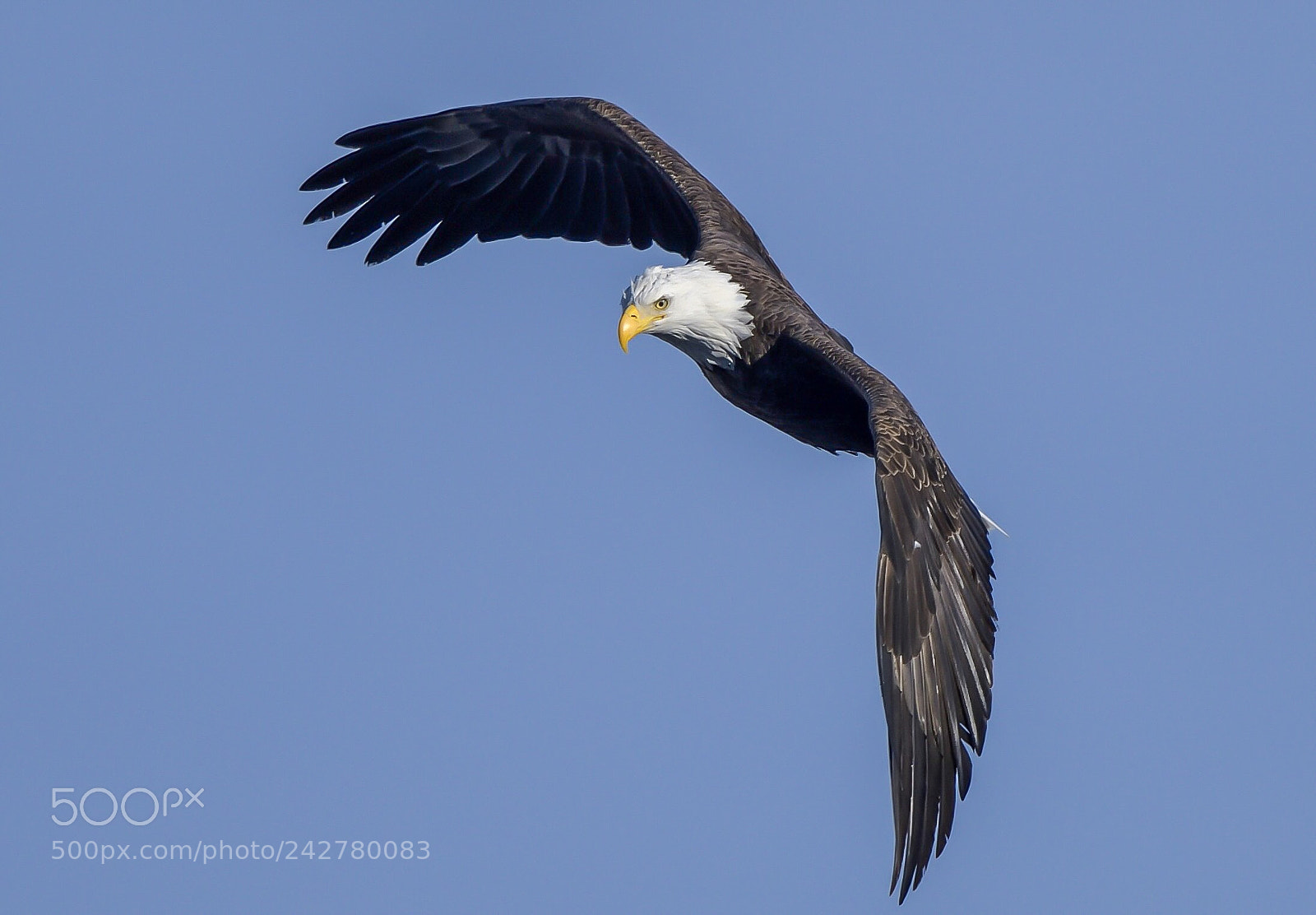 Nikon D850 sample photo. Bald eagle photography