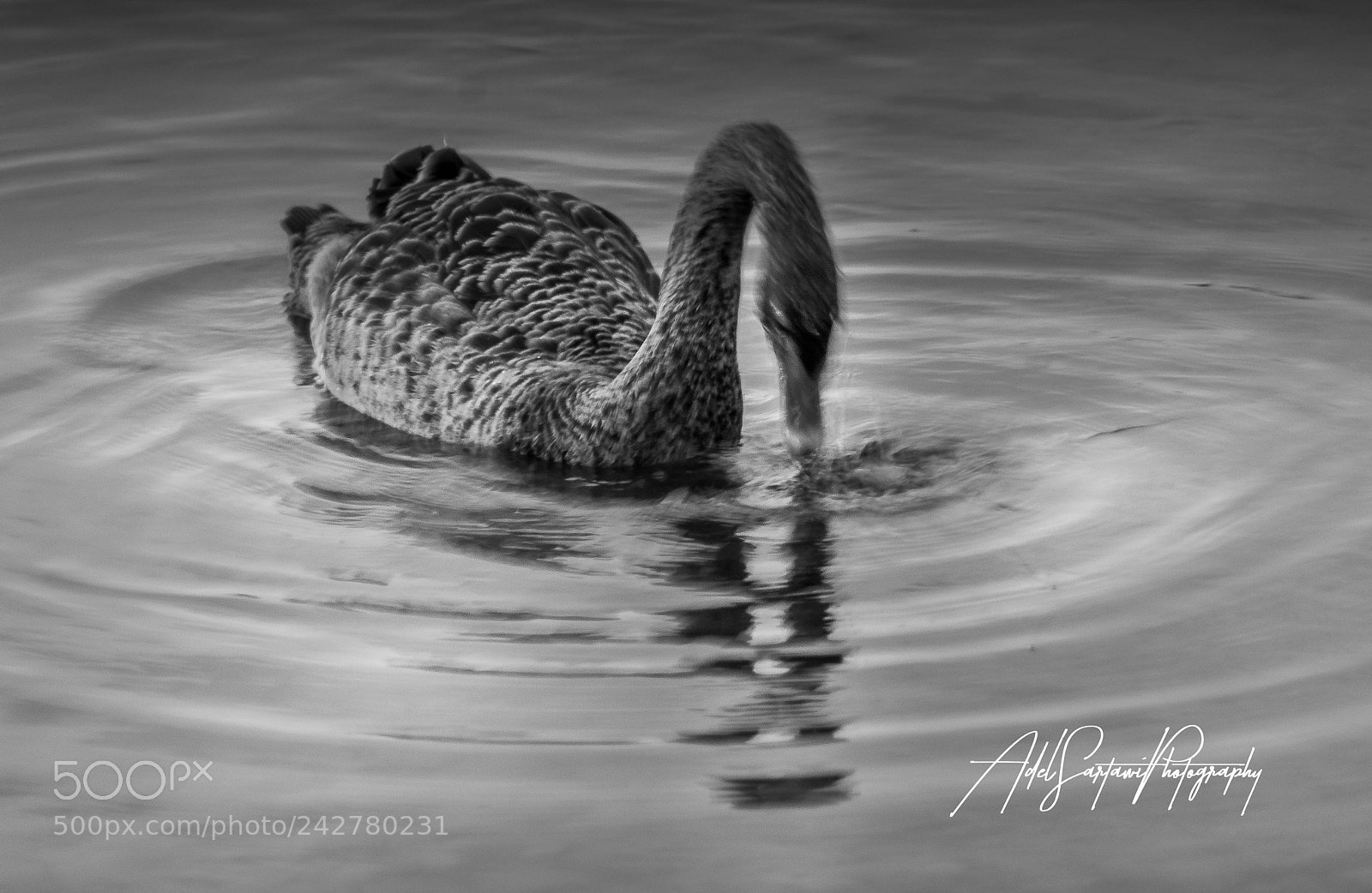 Nikon D300 sample photo. The shy swan photography