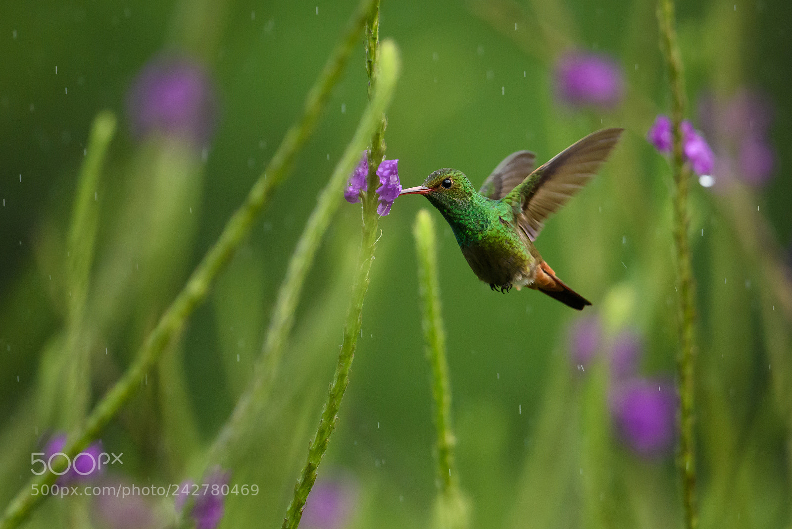 Nikon D810 sample photo. Rufous tailed hummingbird in photography