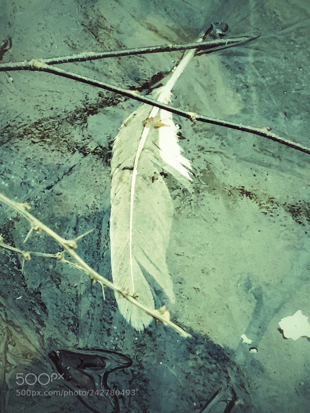 Apple iPhone 6s Plus sample photo. Frozen feather photography