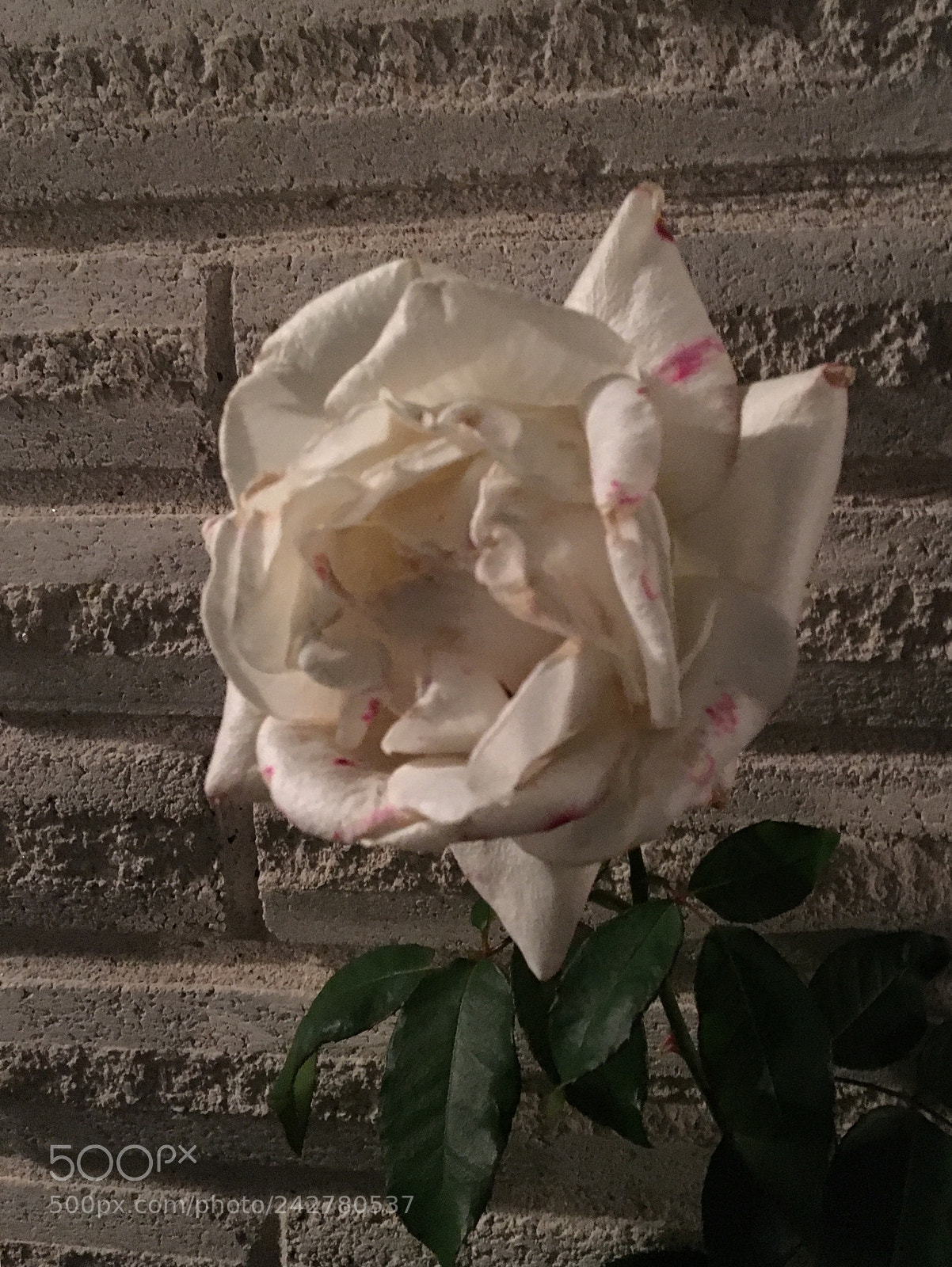 Apple iPhone 6s sample photo. Untitled photography