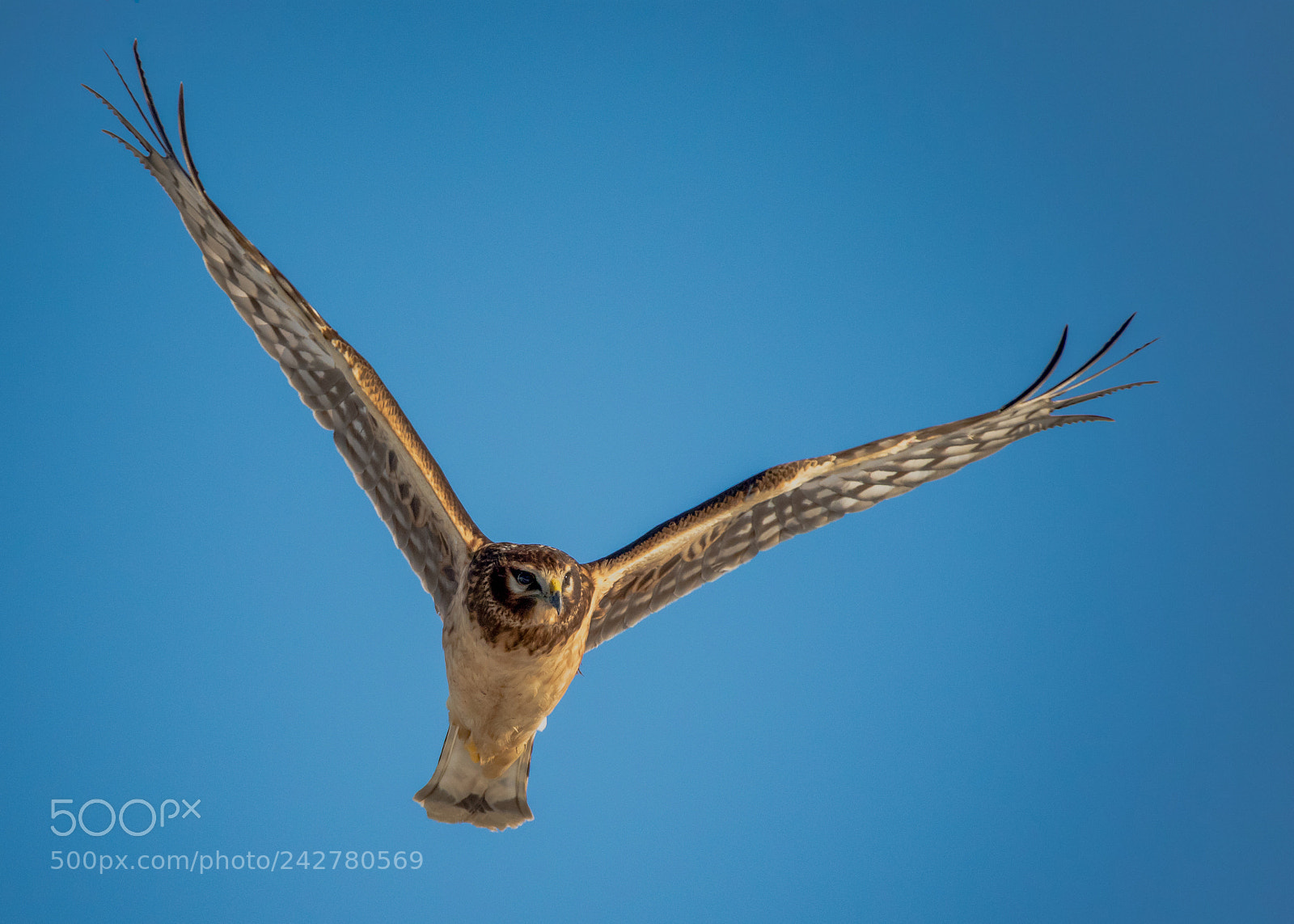Canon EOS 7D Mark II sample photo. Soaring to hunt photography