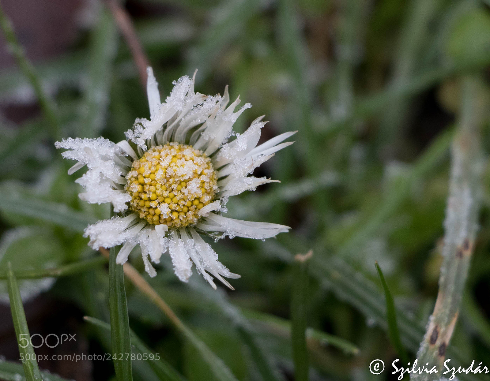 Canon EOS 750D (EOS Rebel T6i / EOS Kiss X8i) sample photo. Kis vir g a photography