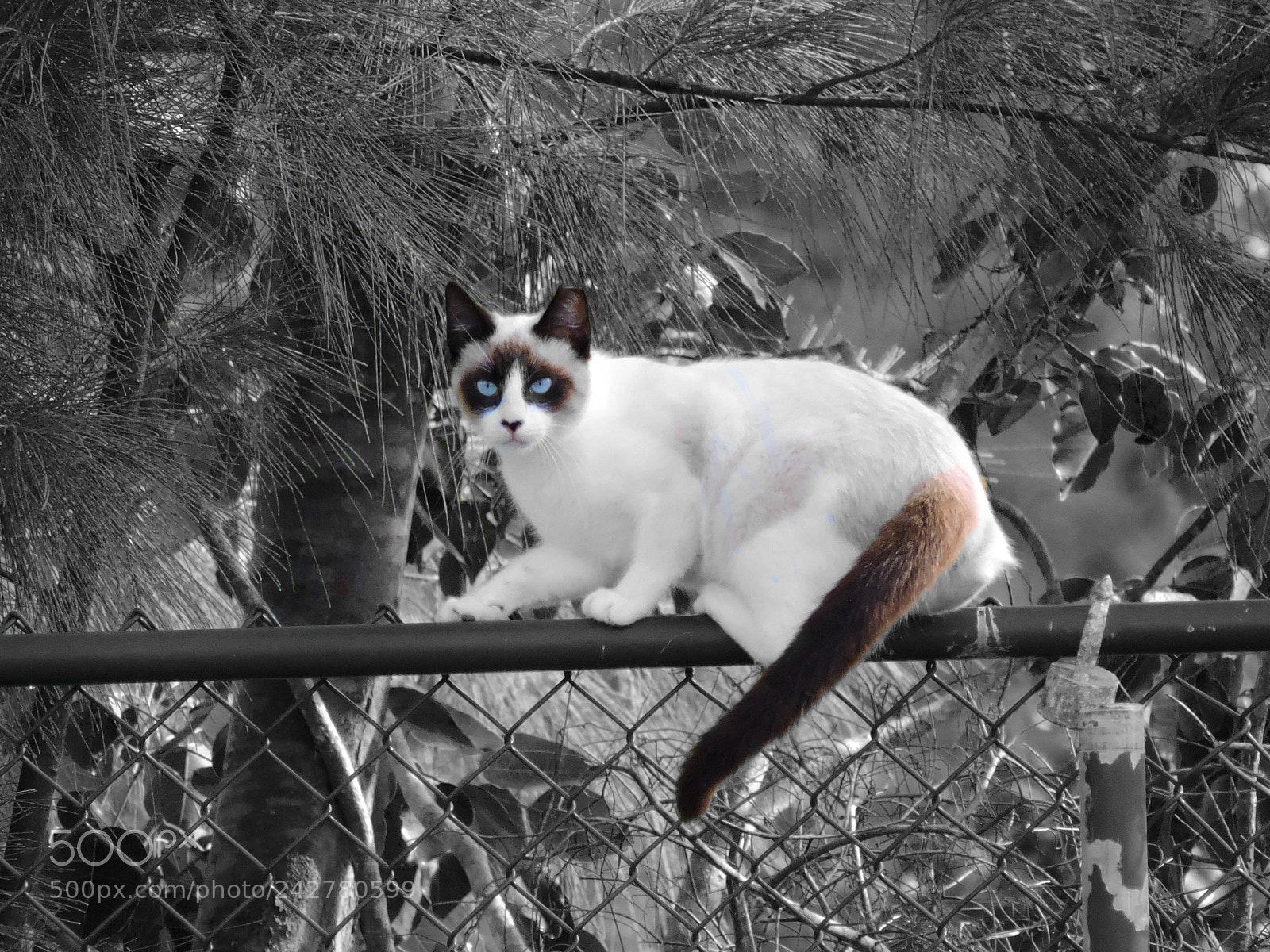 Nikon Coolpix P530 sample photo. Learning about layering and photography