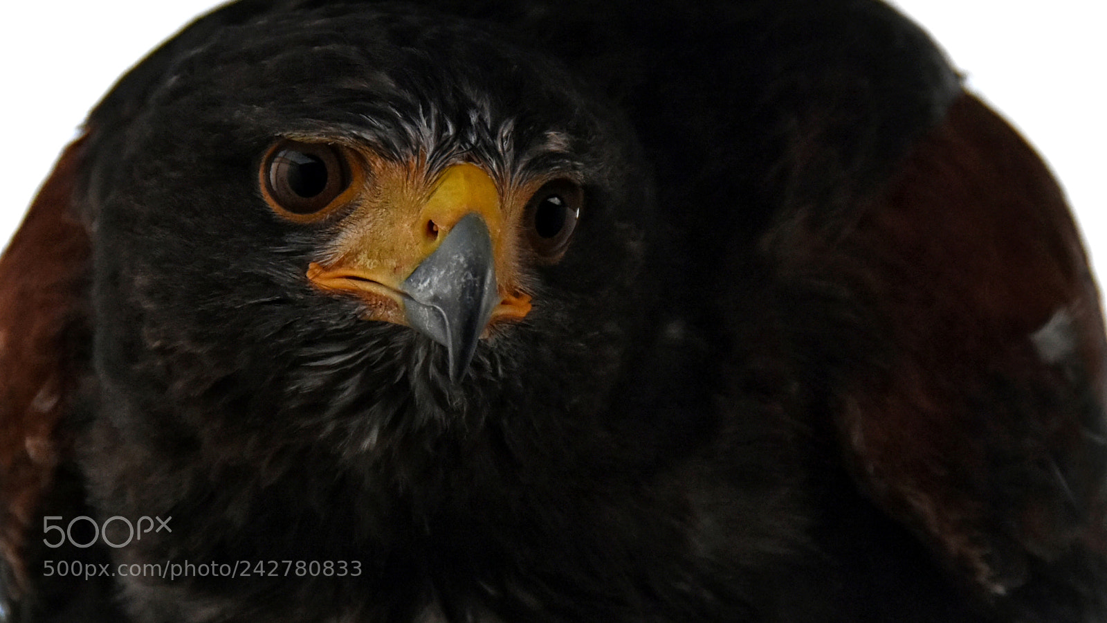 Nikon D7200 sample photo. Melancholic hawk photography