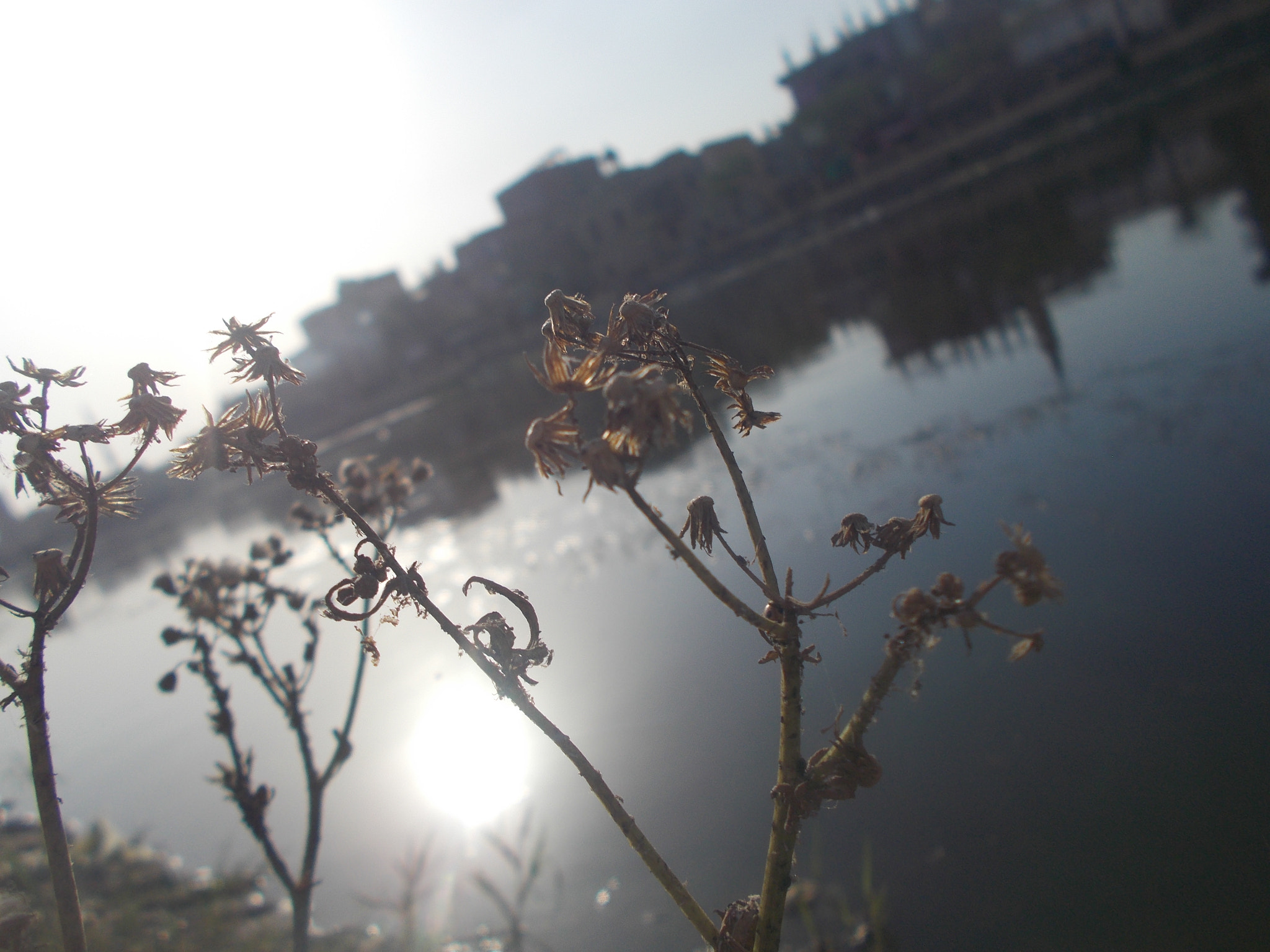 Nikon Coolpix L26 sample photo. Dead plants photography