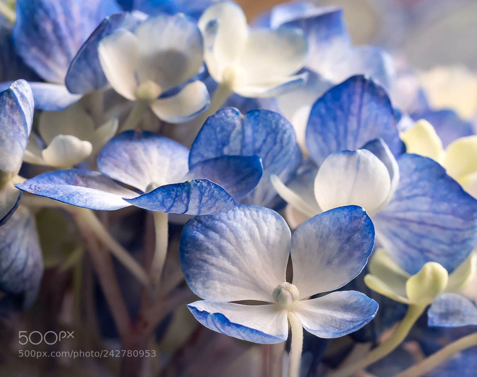 Olympus OM-D E-M1 sample photo. Blue... photography