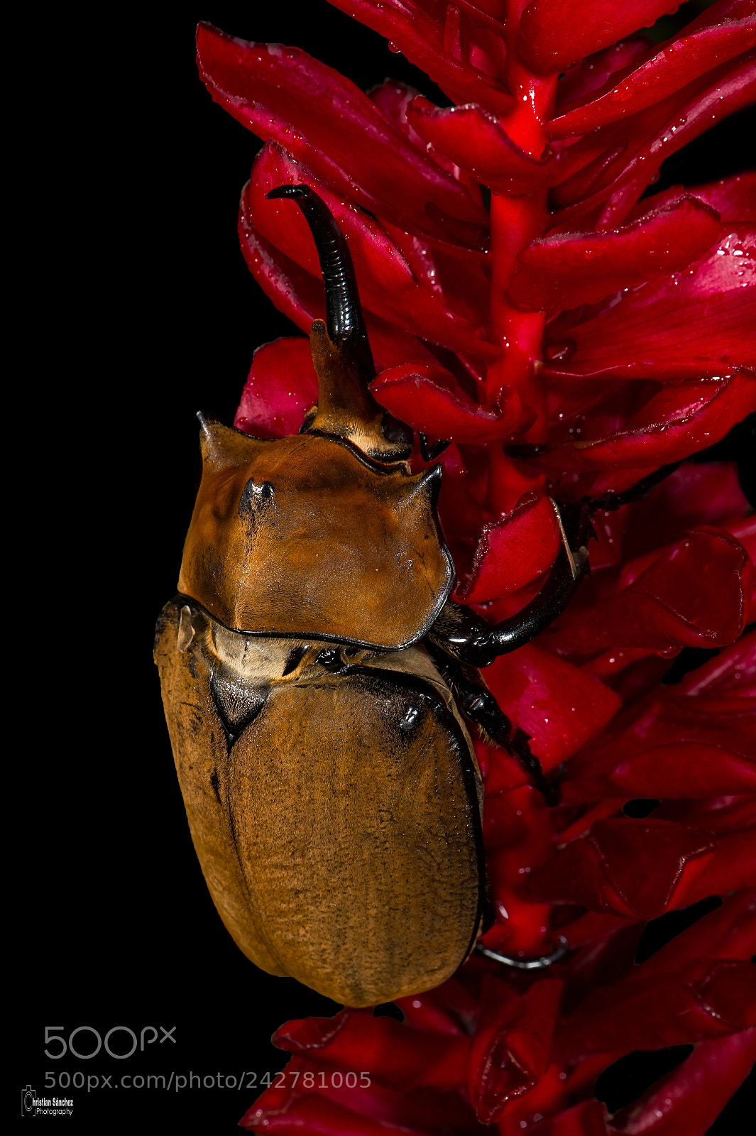 Nikon D4 sample photo. Rhinoceros beetles photography