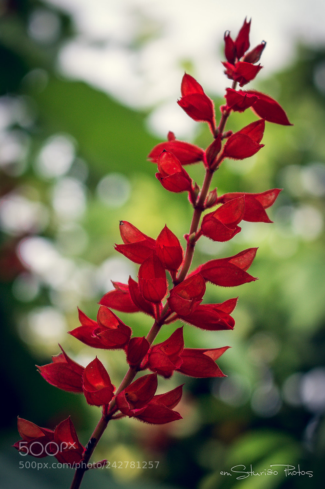 Canon EOS 750D (EOS Rebel T6i / EOS Kiss X8i) sample photo. Red and green photography