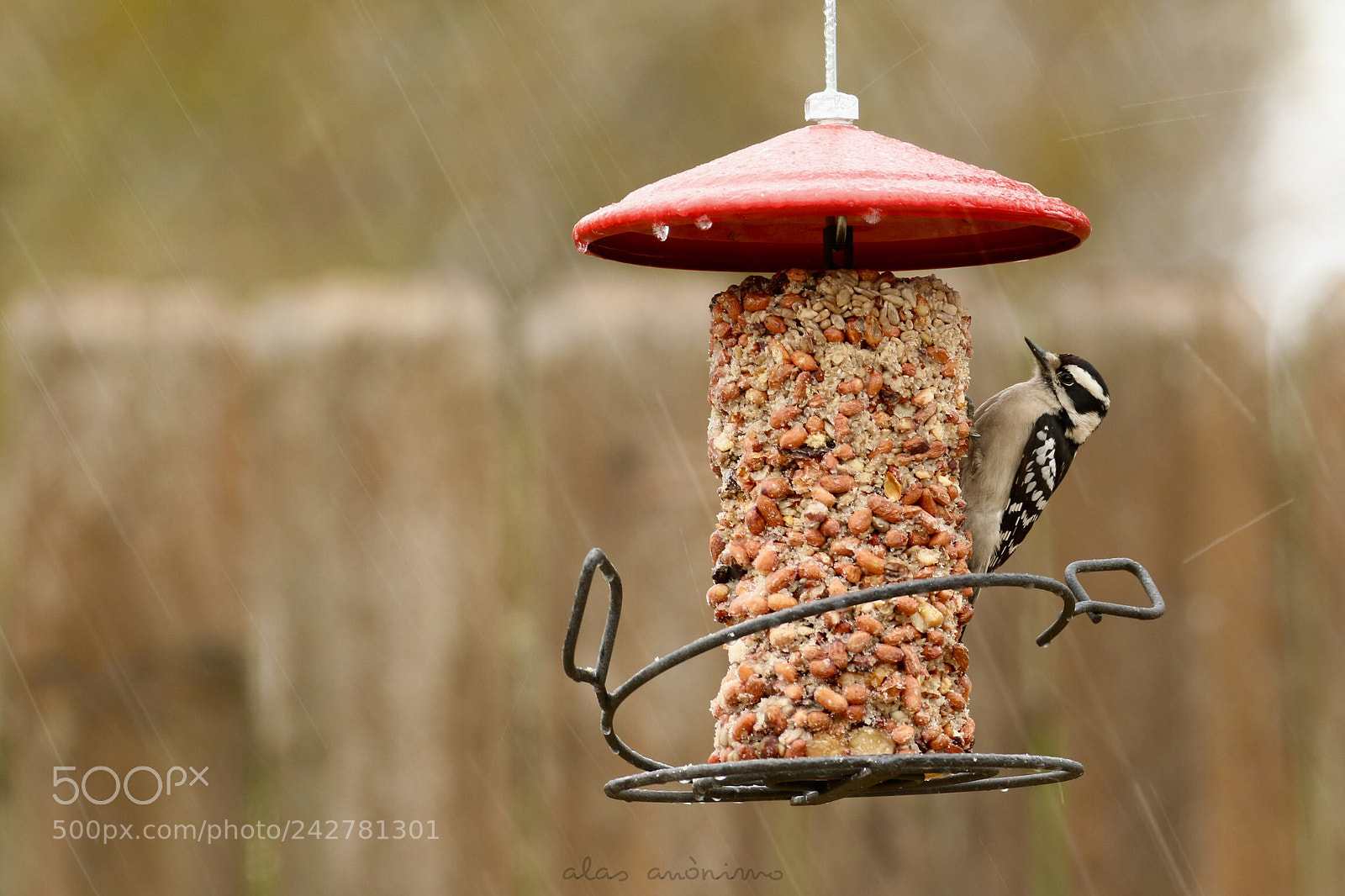 Canon EOS 7D Mark II sample photo. Under the storm .....! photography