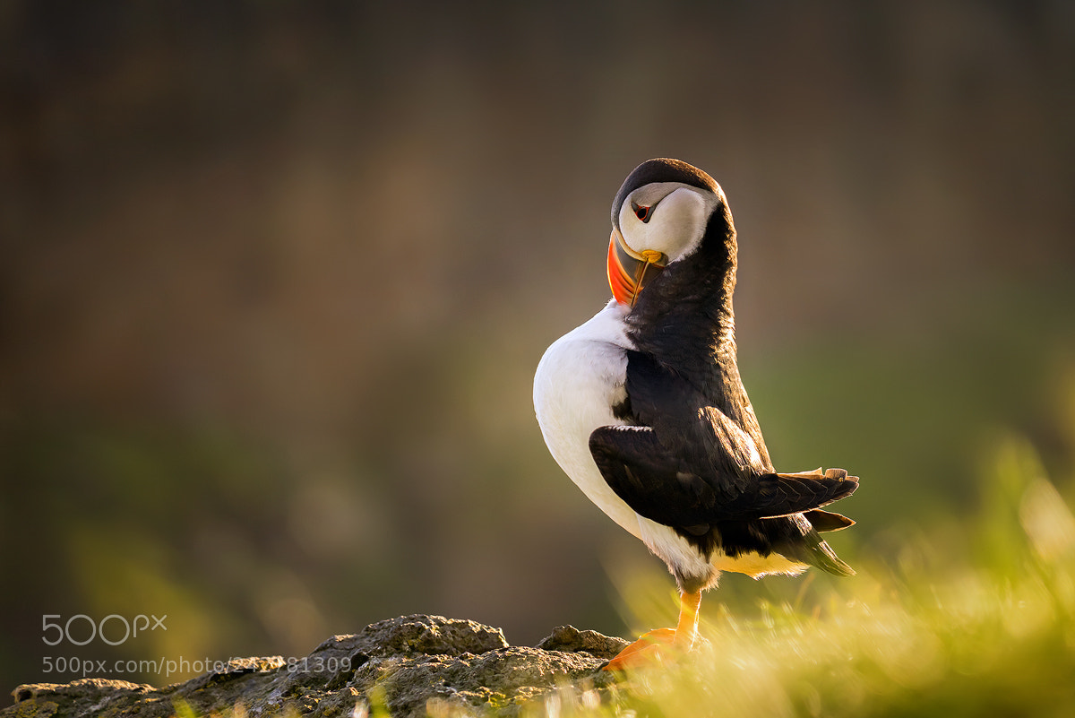 Sony a7R sample photo. Thoughtful puffin photography