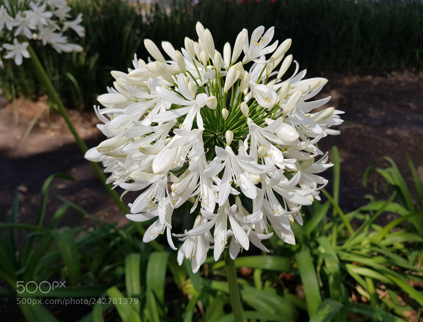 Samsung Galaxy S8+ sample photo. Agapando blanco photography
