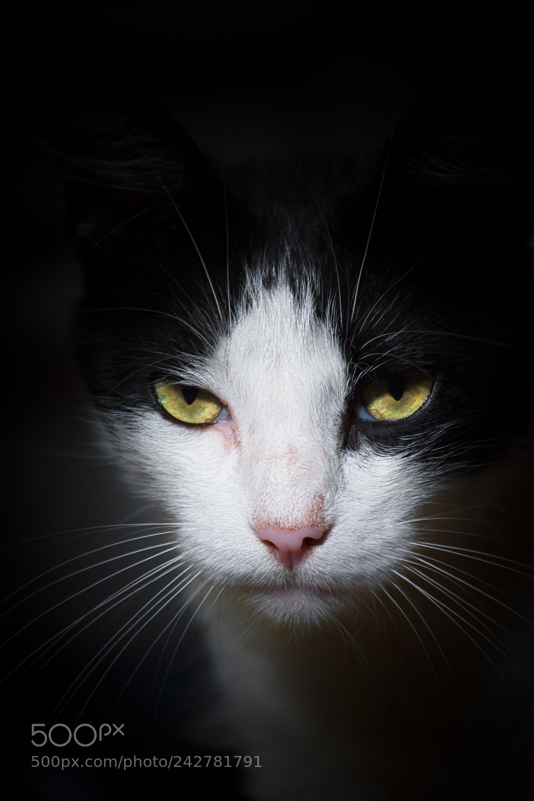 Nikon D5500 sample photo. Dark cat photography