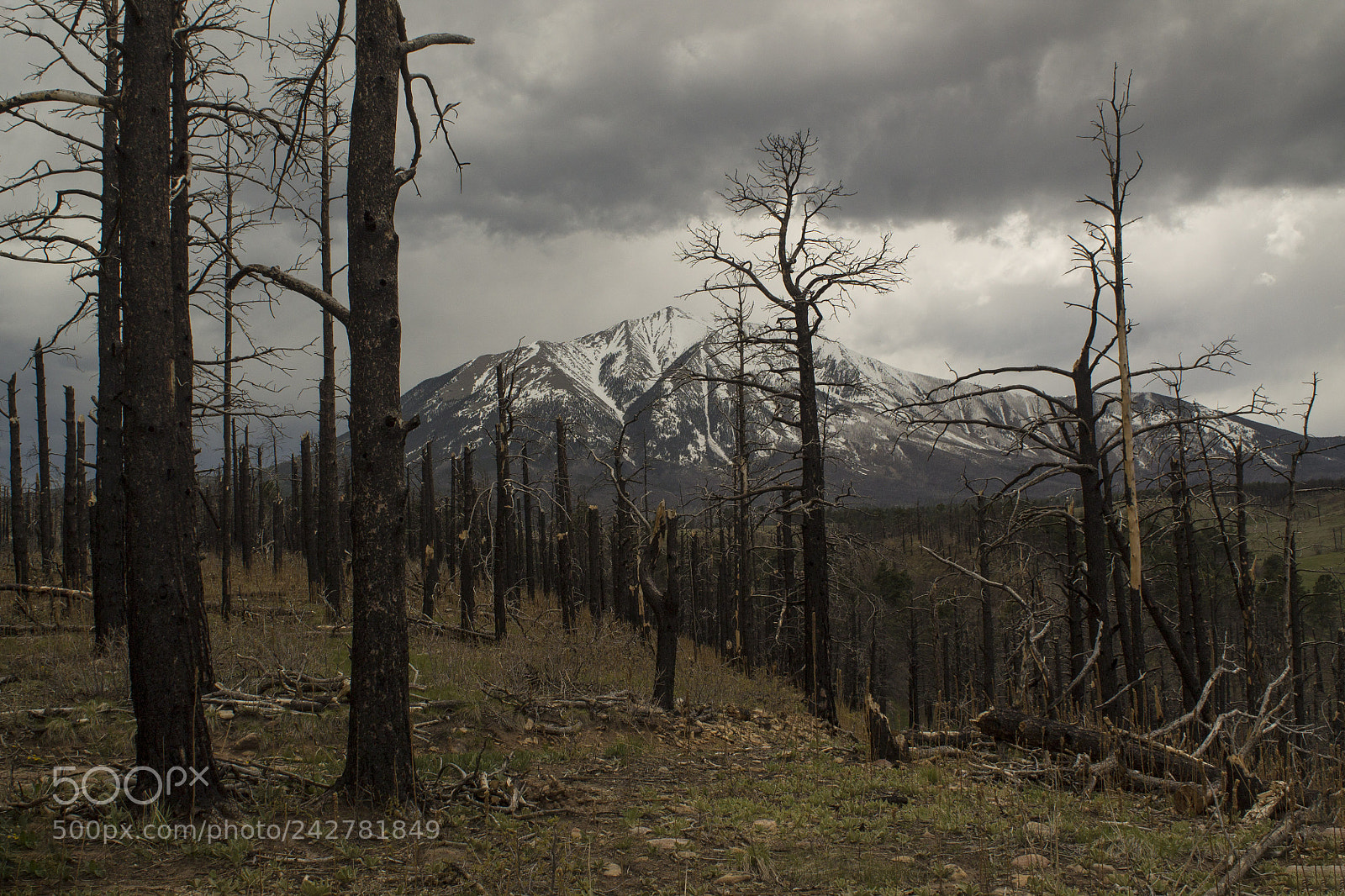 Canon EOS 1100D (EOS Rebel T3 / EOS Kiss X50) sample photo. Aftermath of colorado forest photography