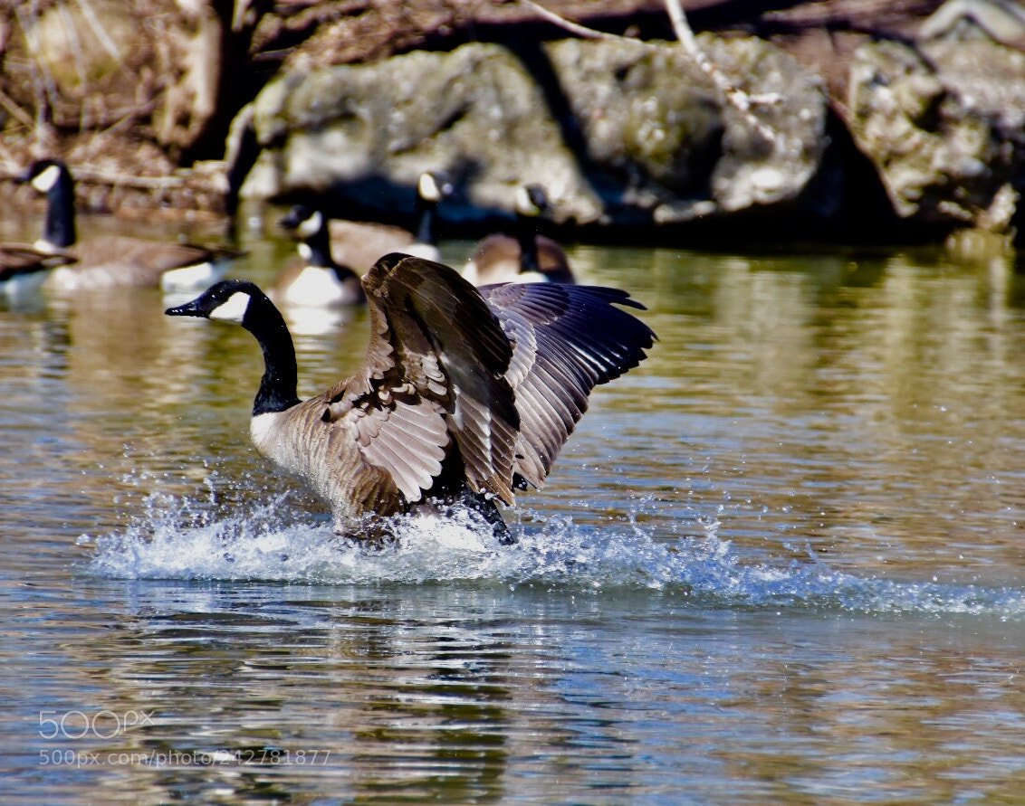 Nikon D7200 sample photo. Untitled photography