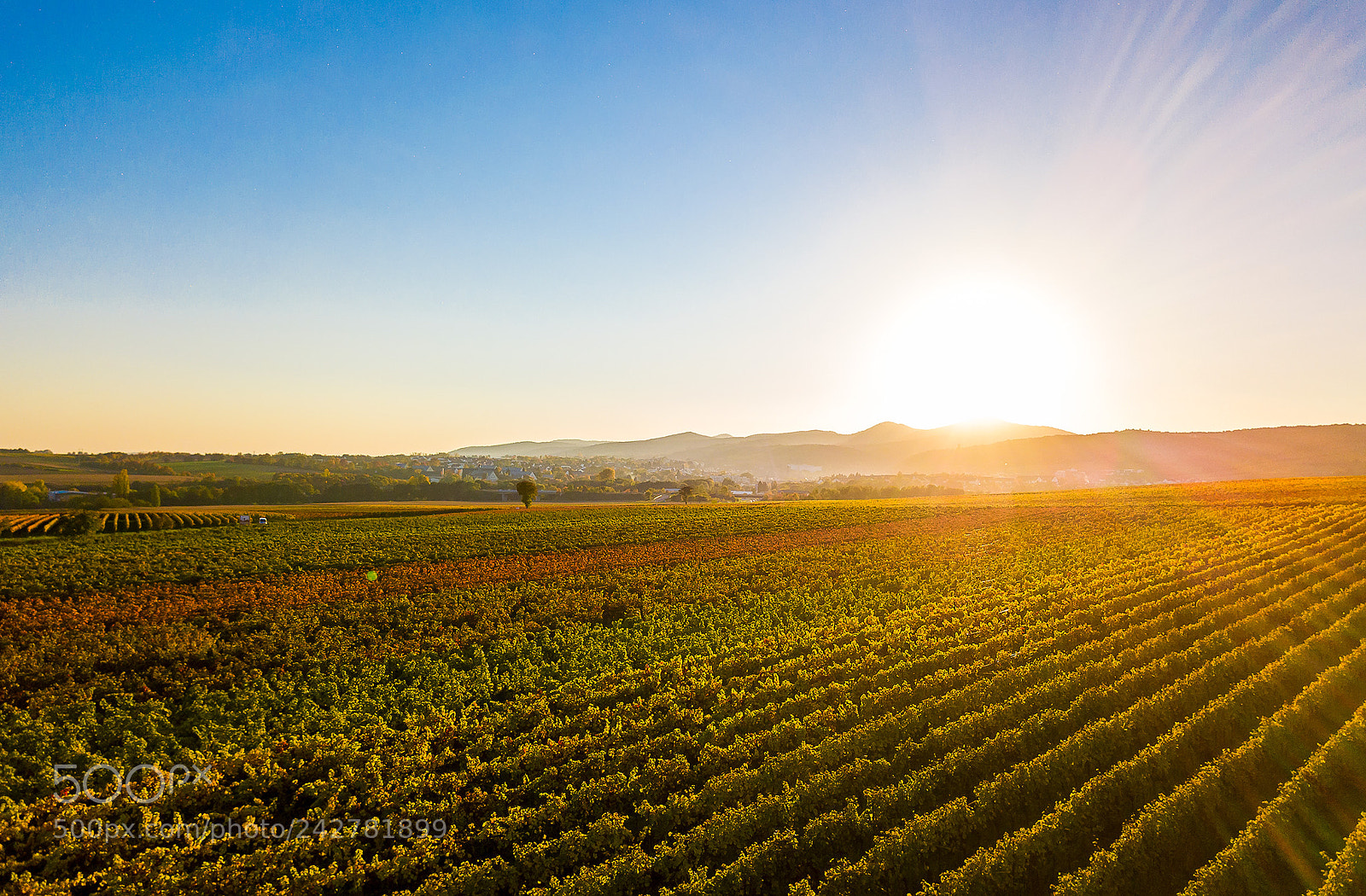 DJI FC220 sample photo. Winefields in autumn photography