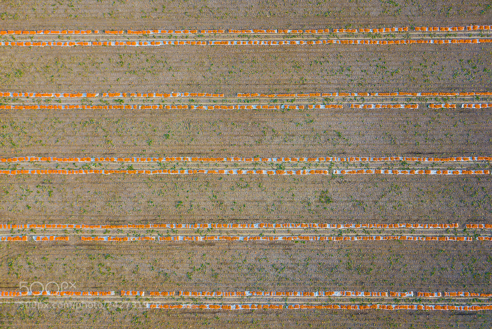 DJI FC220 sample photo. Pumpkin rows photography