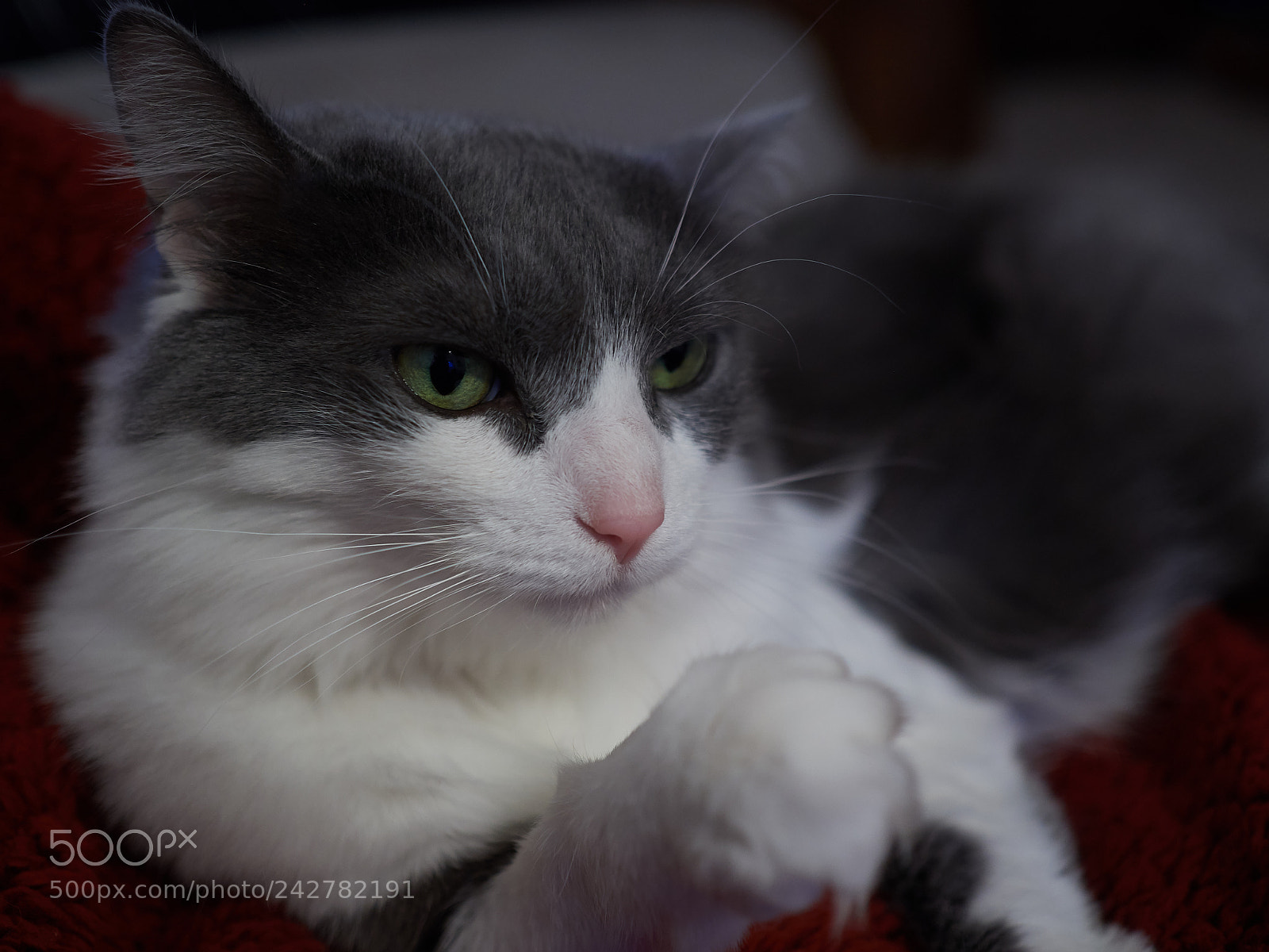 Olympus OM-D E-M5 II sample photo. Enough human get back photography