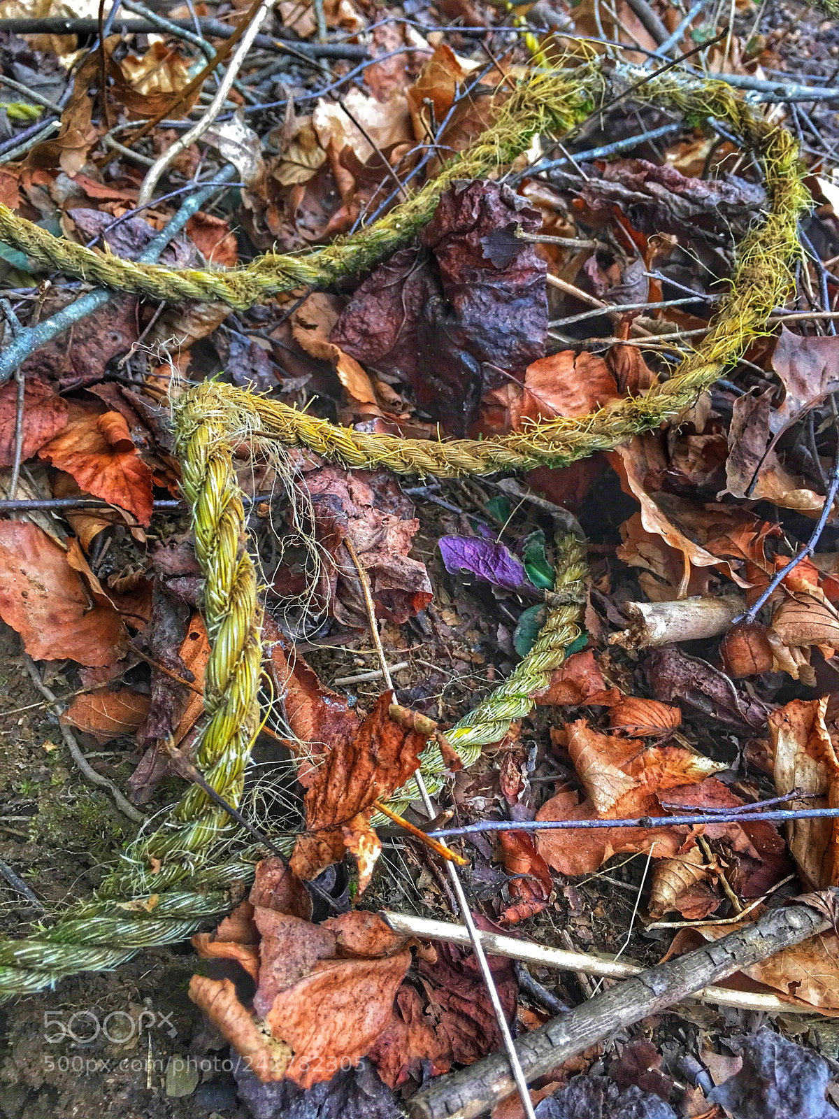 Apple iPhone 6s Plus sample photo. Tied to nature photography