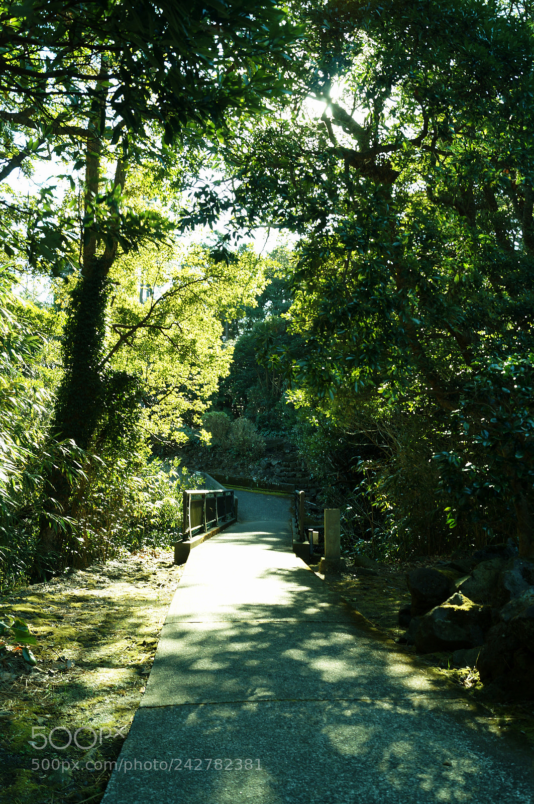 Sony SLT-A37 sample photo. Green road photography