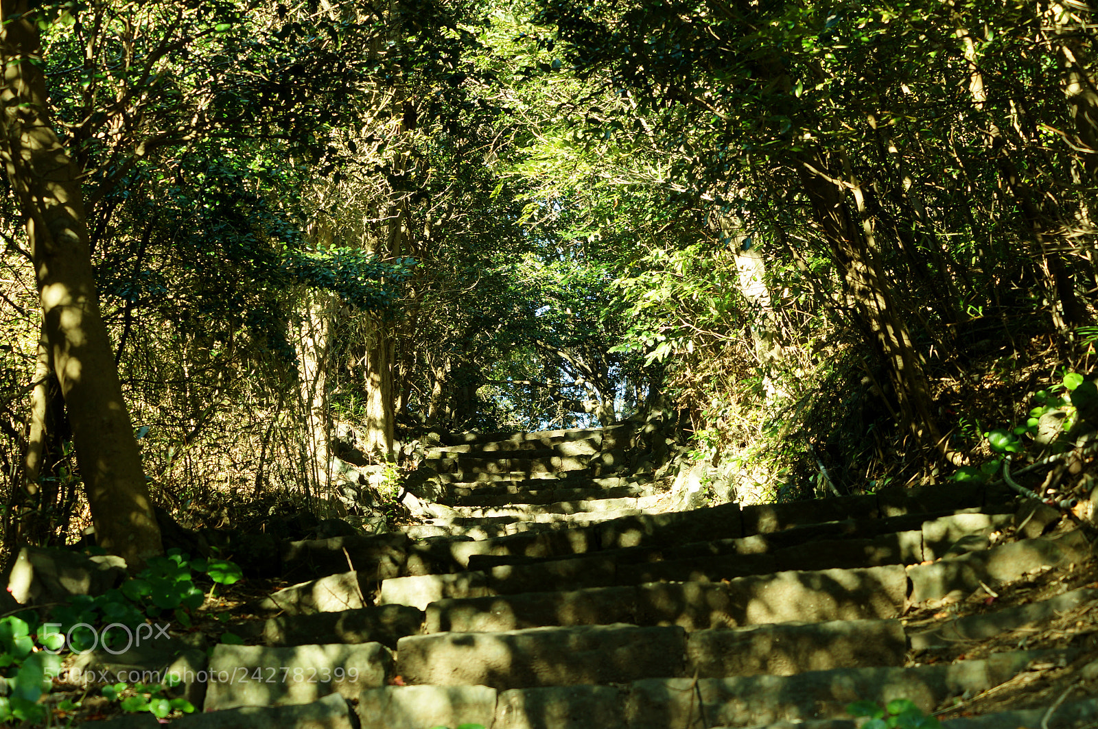 Sony SLT-A37 sample photo. Small green tunnel photography