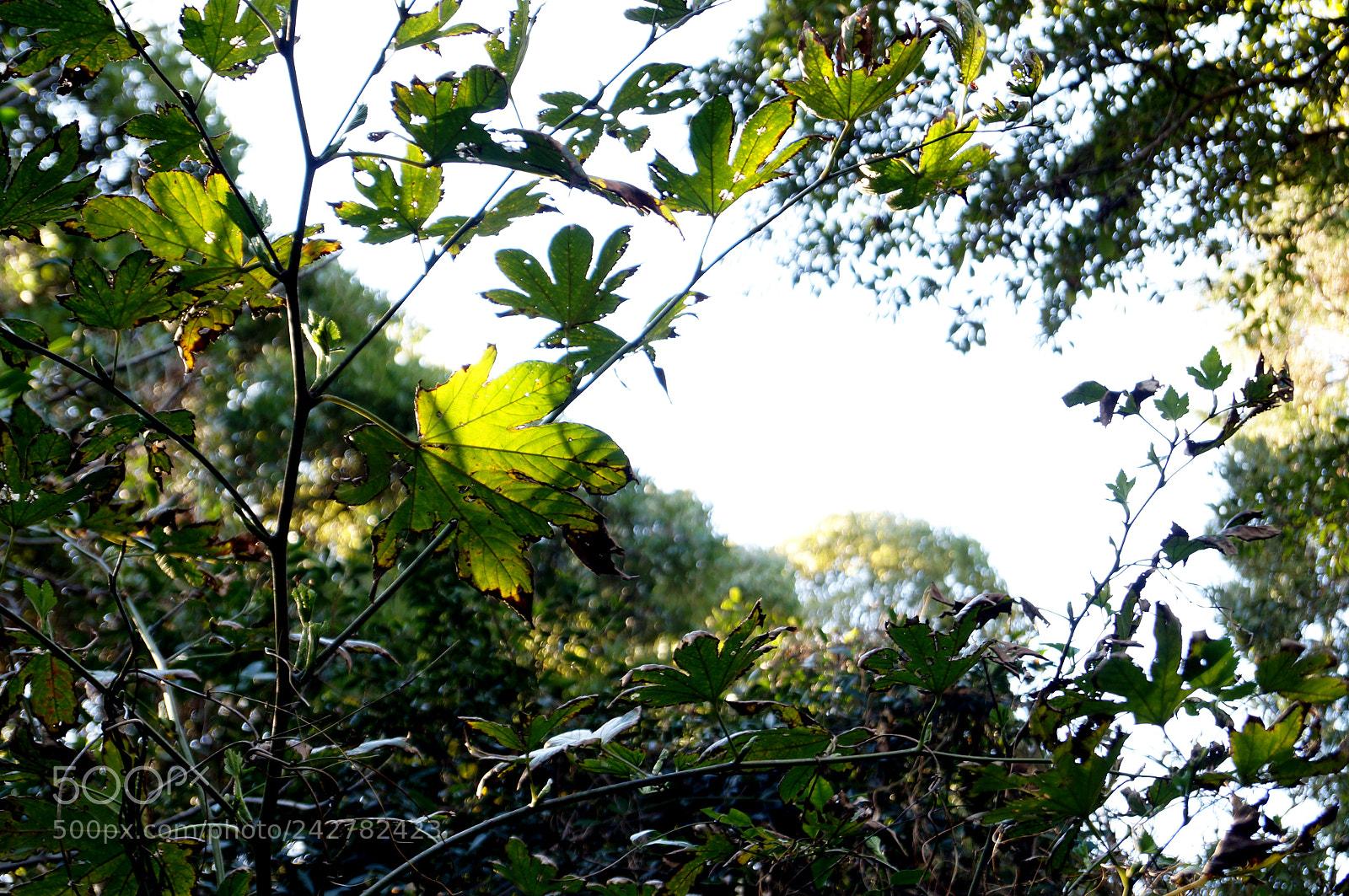 Sony SLT-A37 sample photo. Leaf photography