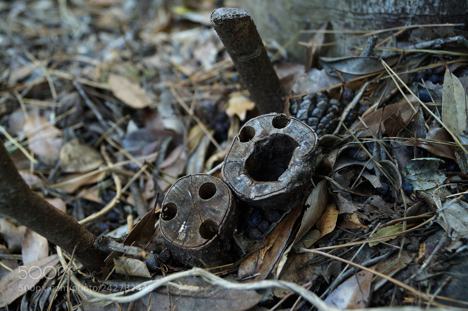 Sony SLT-A37 sample photo. Kind of kodama photography