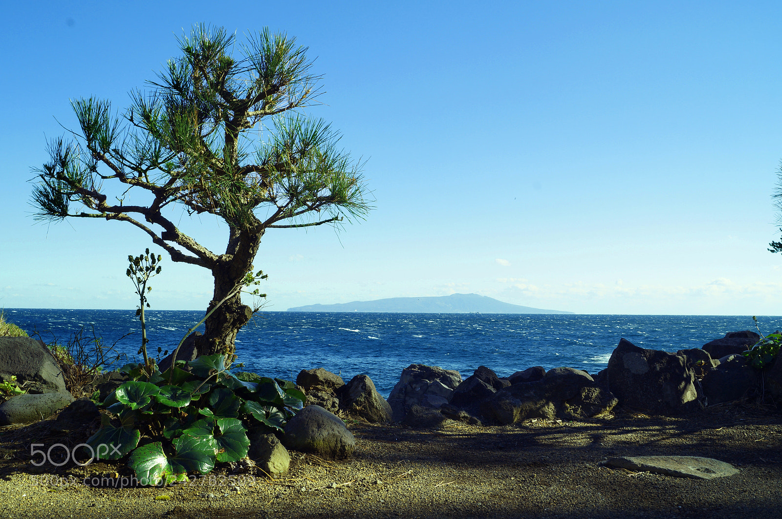 Sony SLT-A37 sample photo. Small pine and big photography