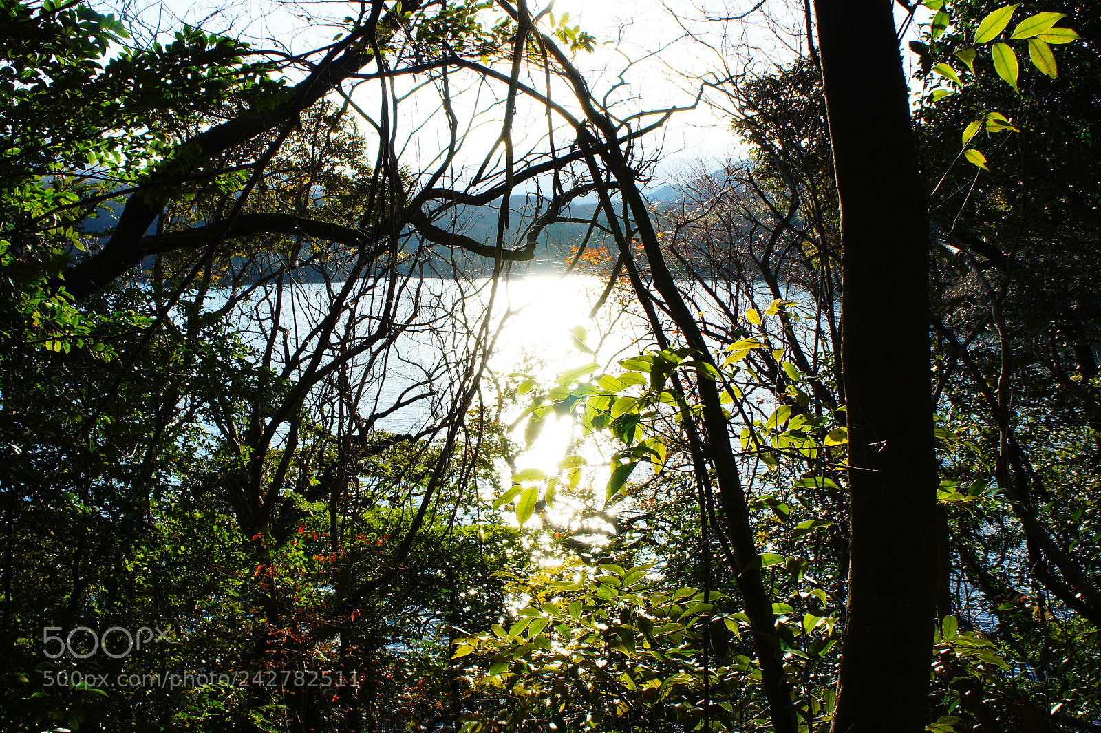 Sony Alpha NEX-5 sample photo. Shiny green photography
