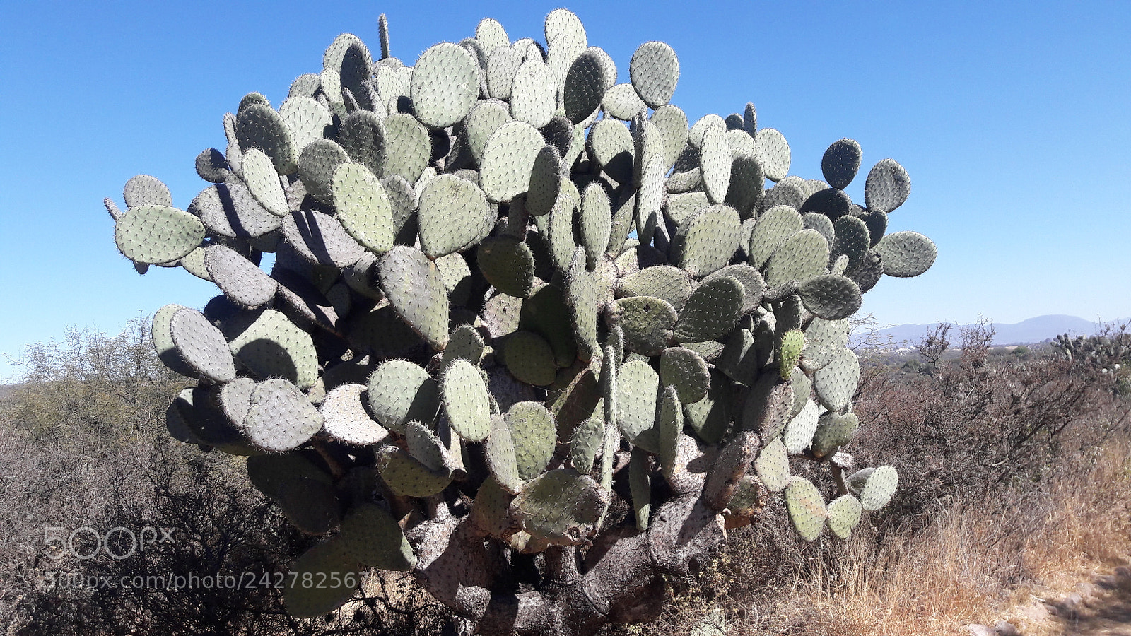 Samsung Galaxy J7 sample photo. The cactus king photography