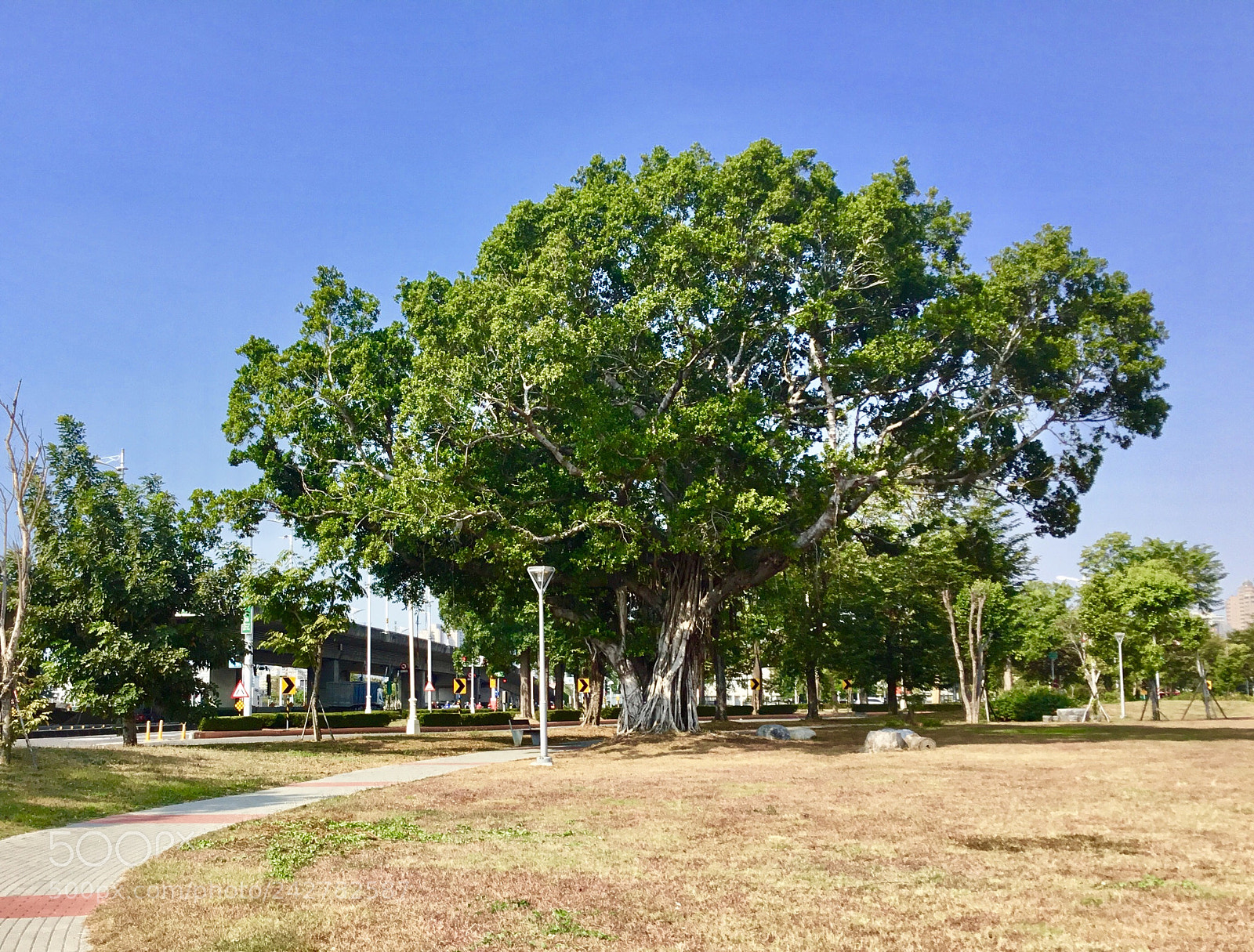 Apple iPad sample photo. The big tree photography