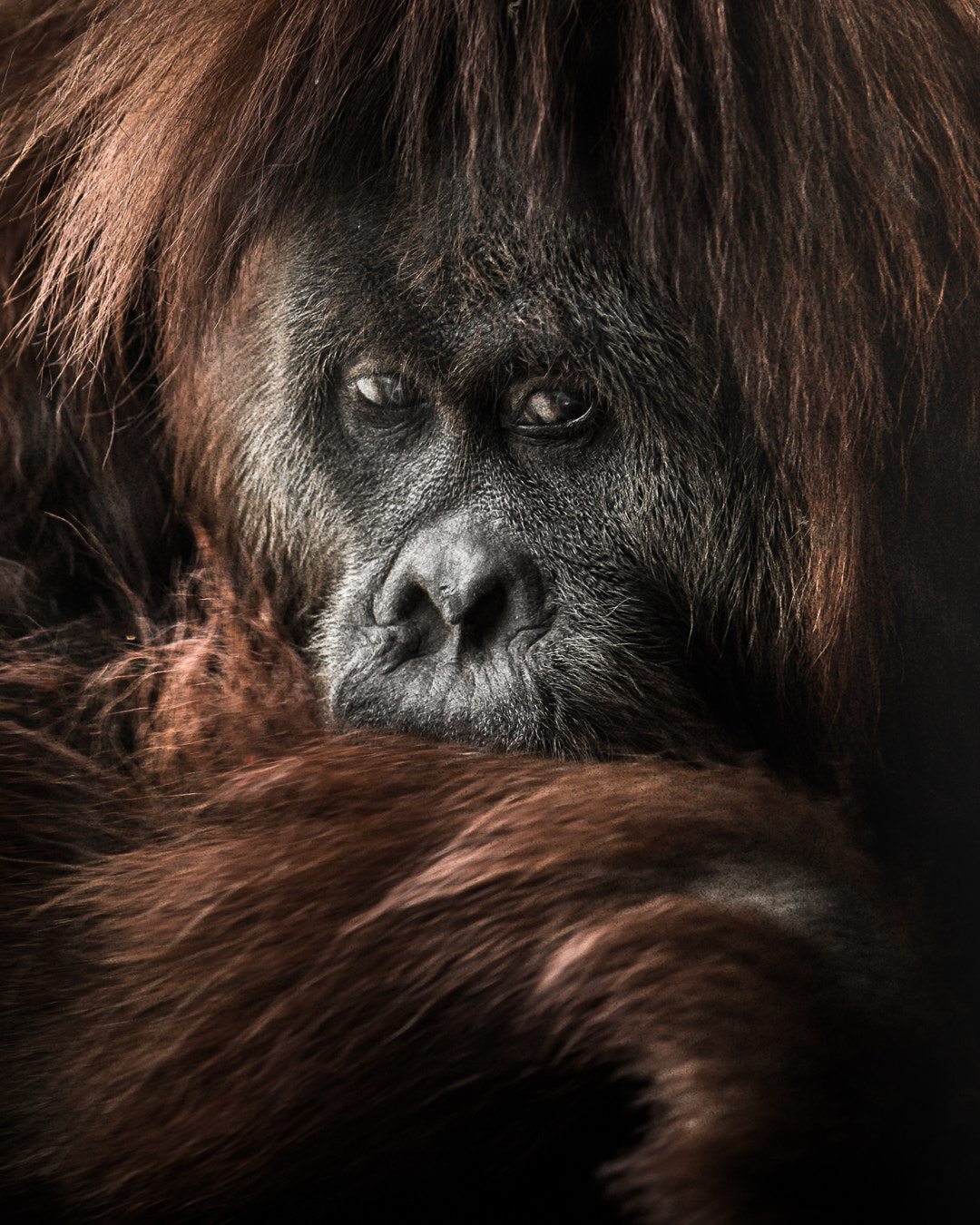 Canon EOS-1Ds sample photo. Orangutan photography