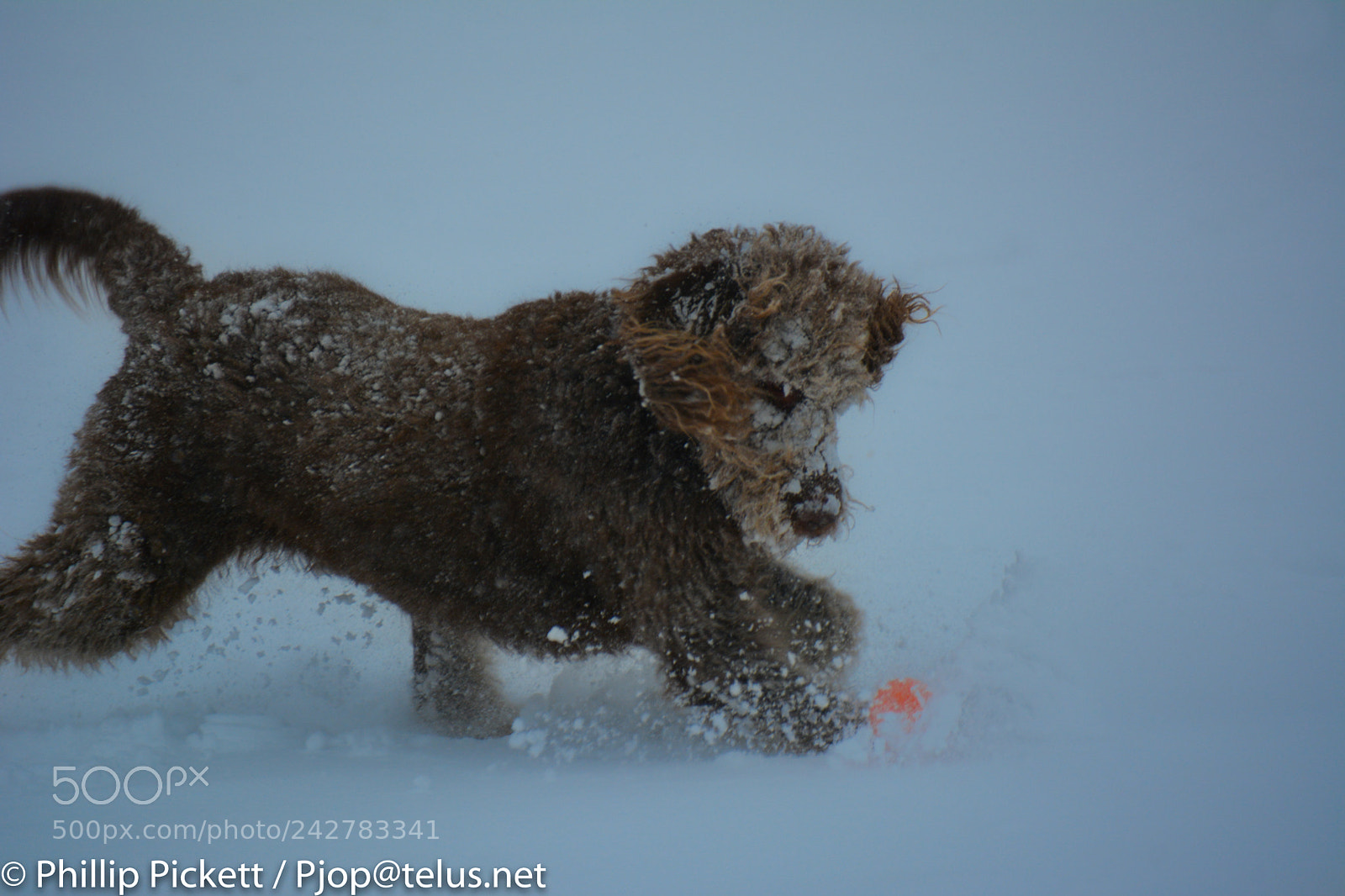 Nikon D7100 sample photo. Ball or snow? photography
