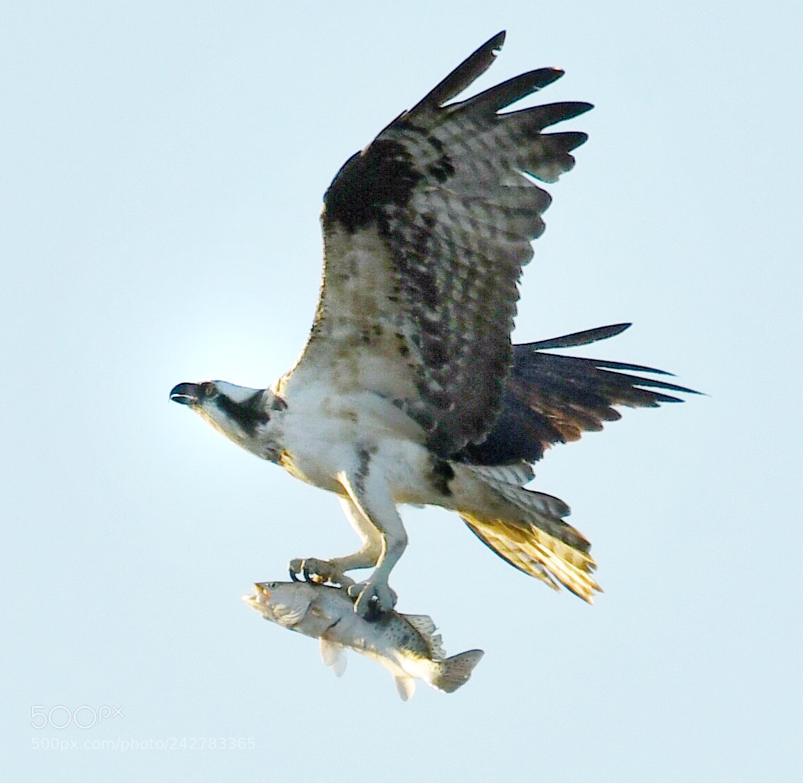 Nikon D500 sample photo. Osprey breakfast photography