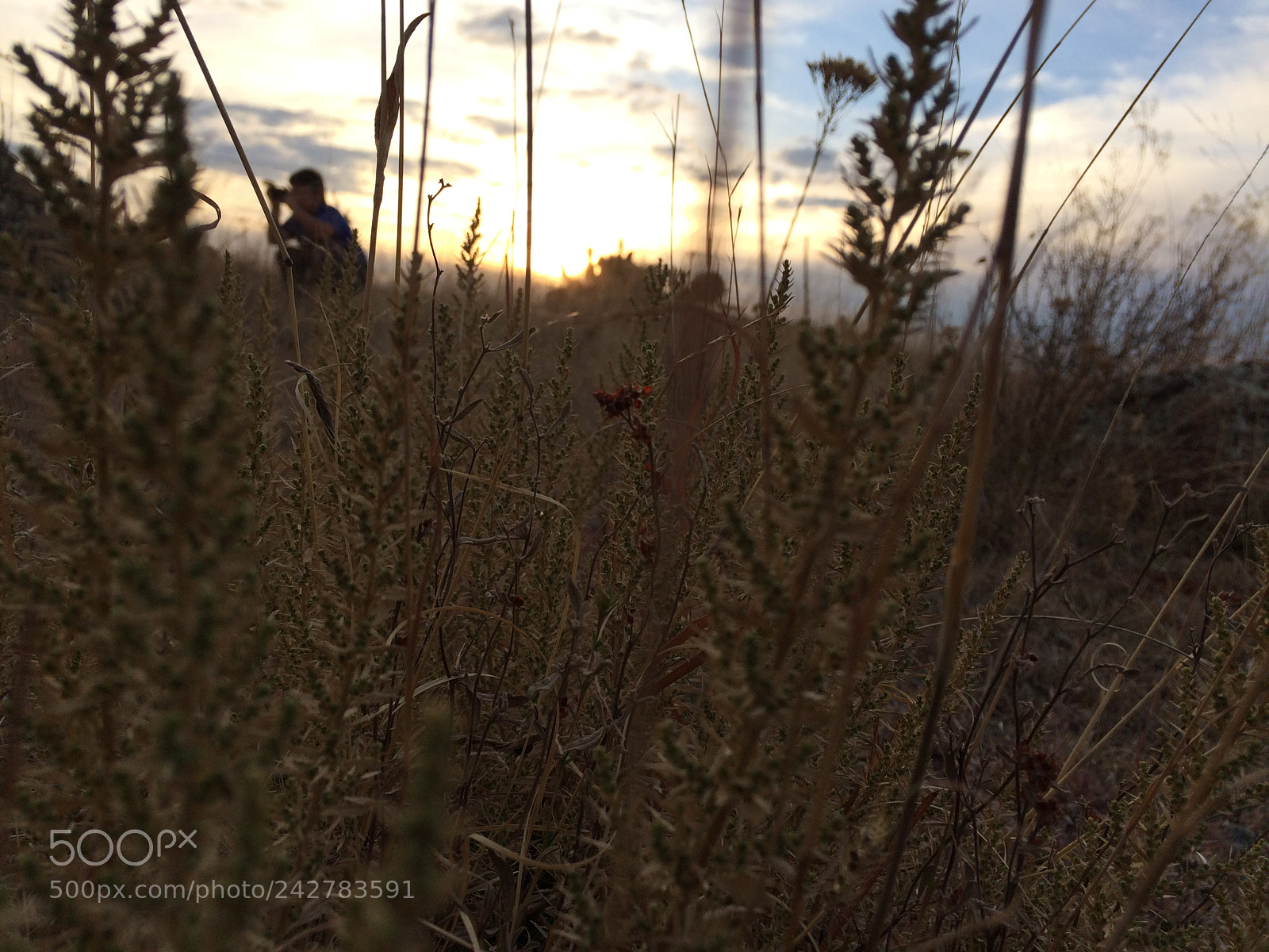 Apple iPhone 5s sample photo. Untitled photography