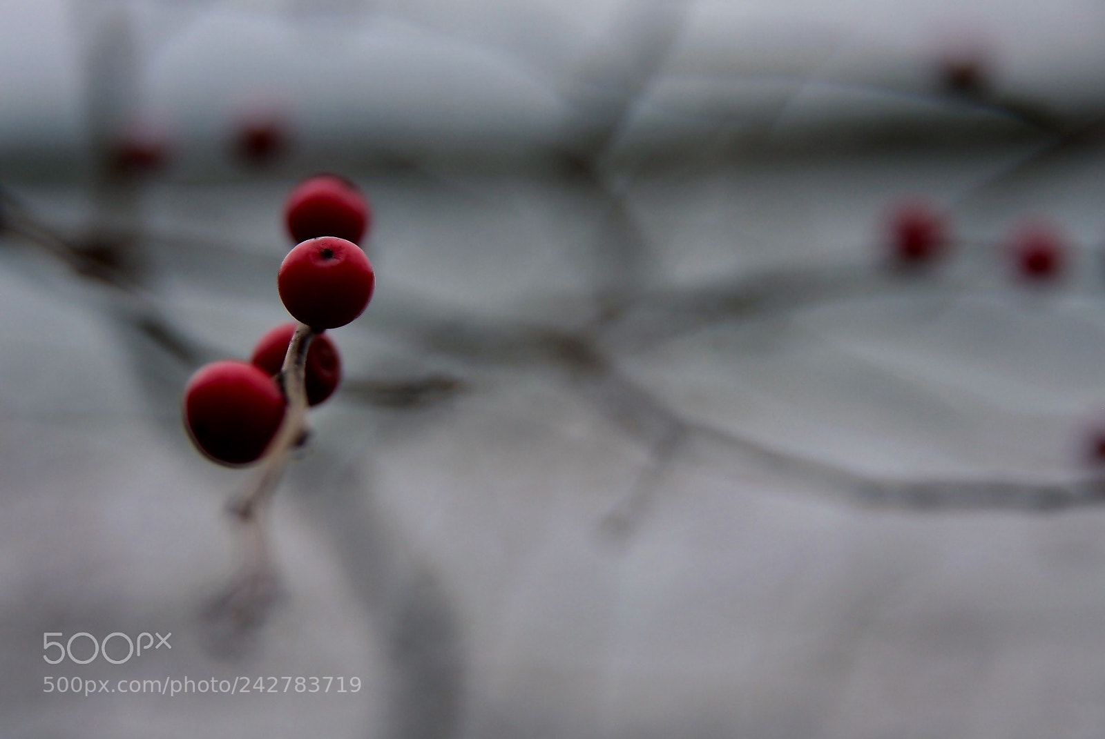 Canon EOS 40D sample photo. Red berries photography
