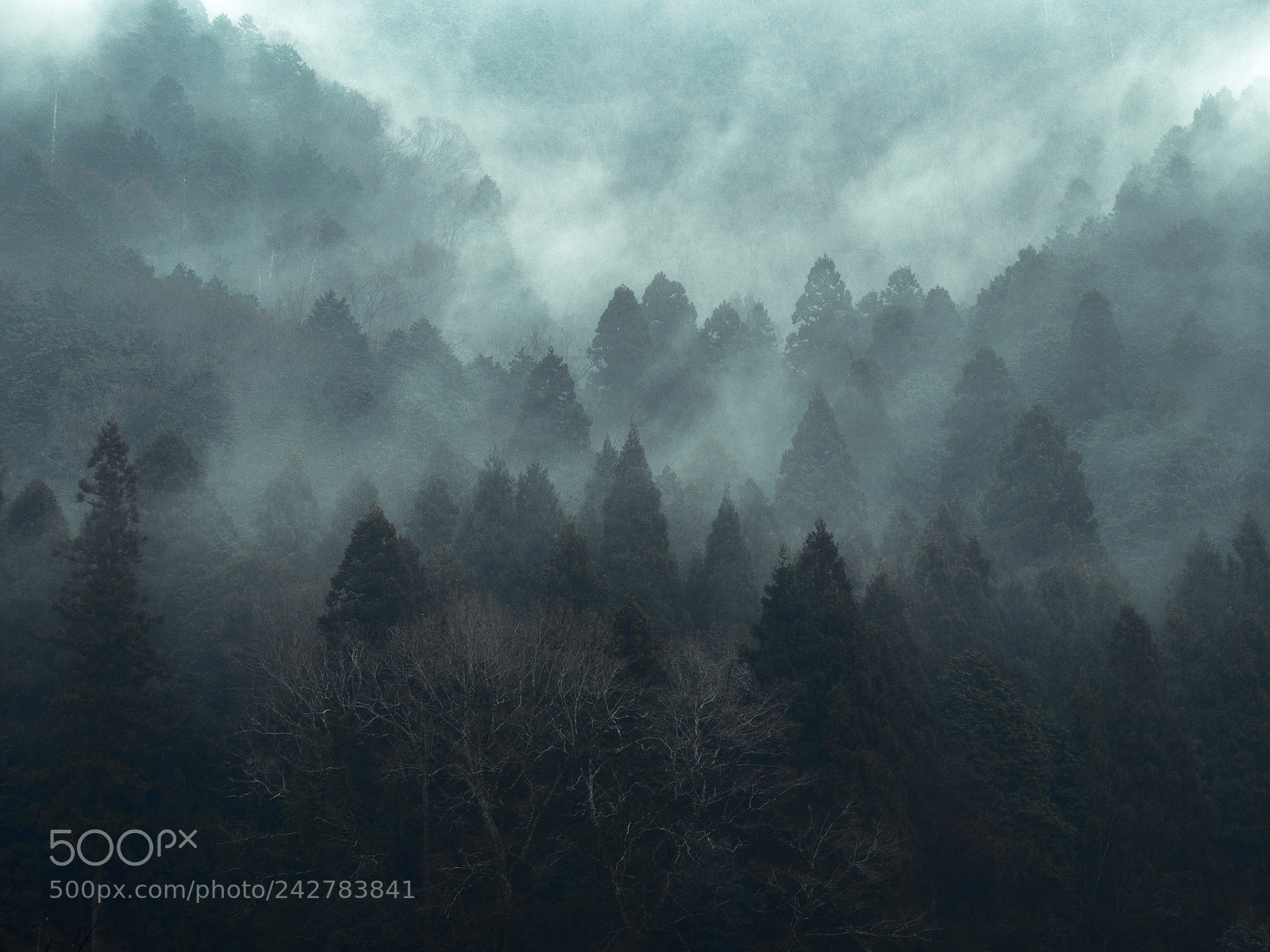 Olympus OM-D E-M5 sample photo. Landscape in the mist photography