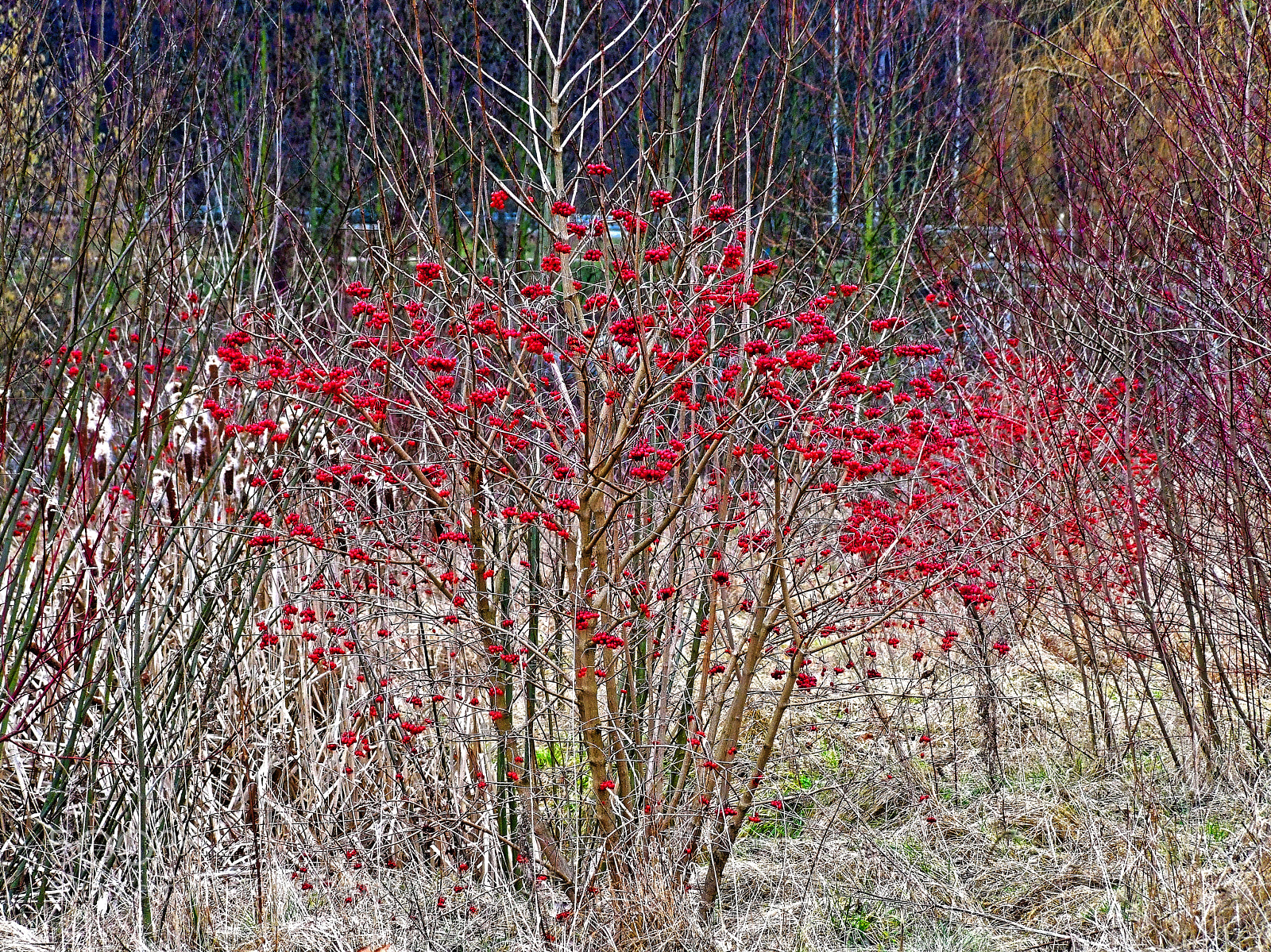 Fujifilm FinePix S100fs sample photo. Dxo photography