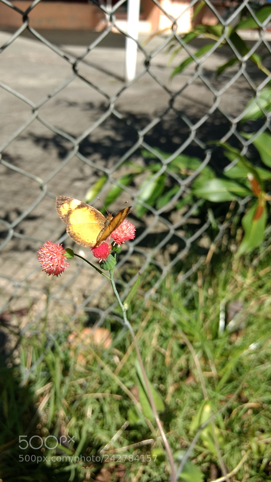Motorola Moto G (4) sample photo. Another face of little photography