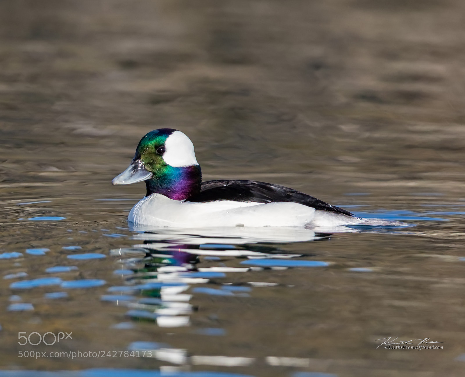 Canon EOS-1D X Mark II sample photo. Bufflehead - sequim wa photography