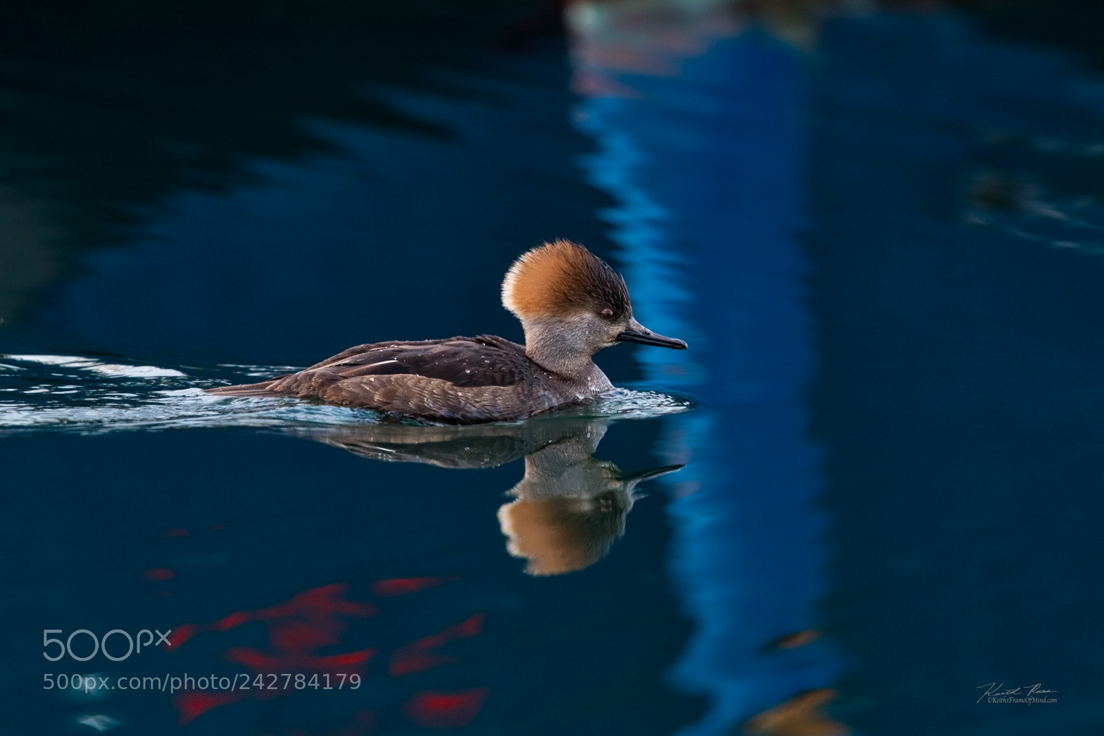 Canon EOS-1D X Mark II sample photo. Hooded merganser female photography